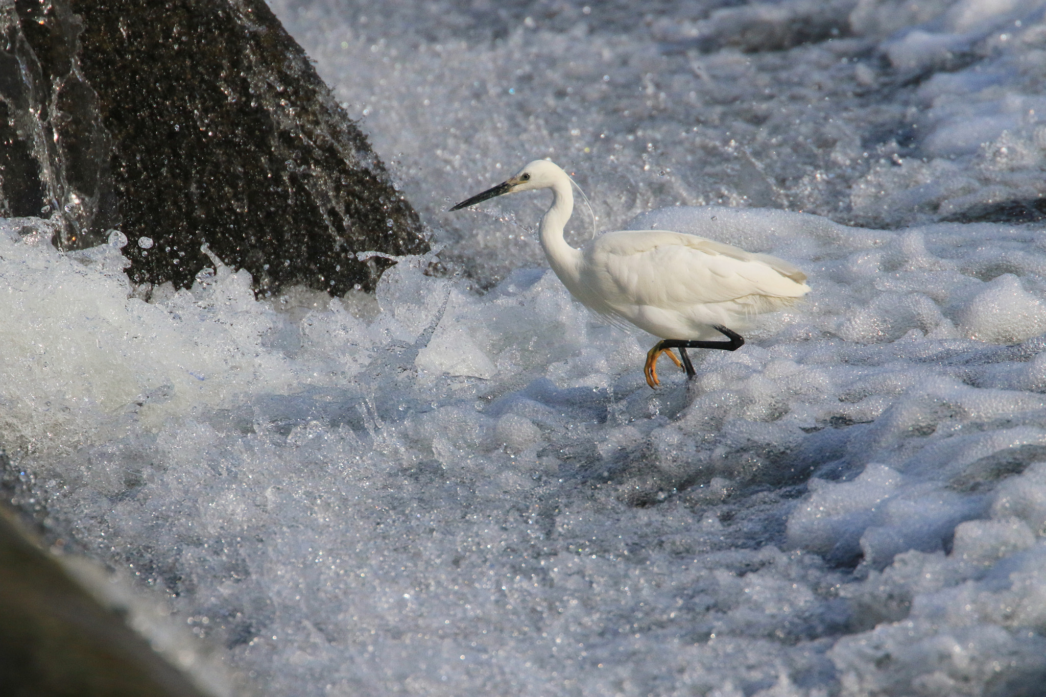 Canon EOS 7D Mark II sample photo