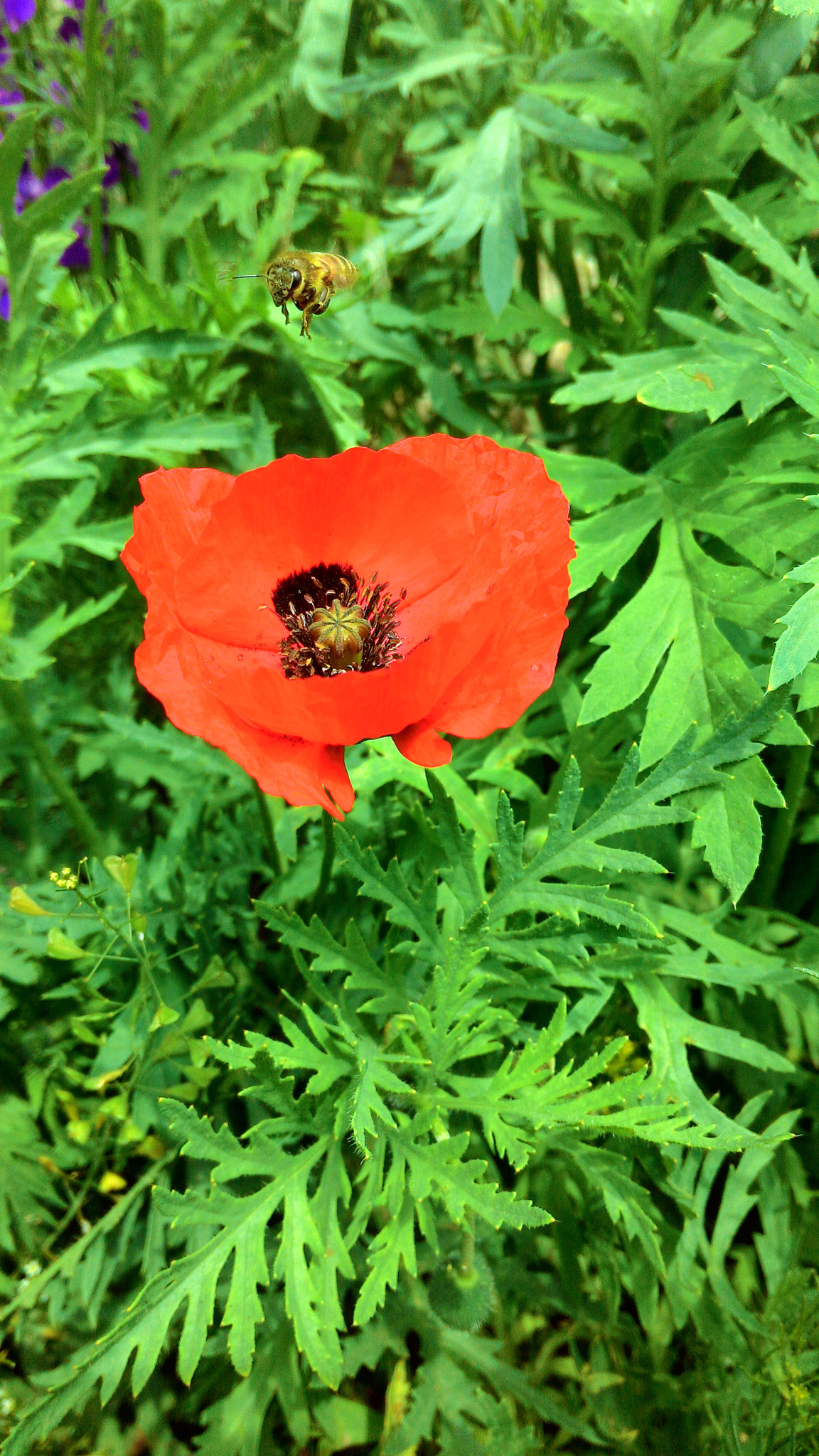 ASUS Z002 sample photo. Papaver rhoeas and the bee) photography