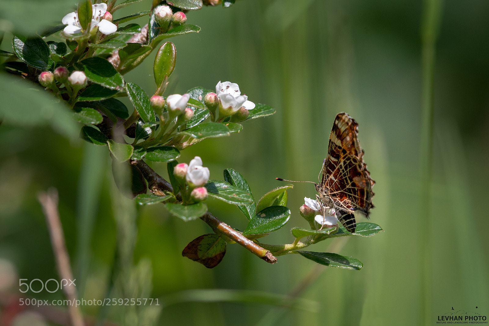Nikon D500 sample photo. Butterfly photography