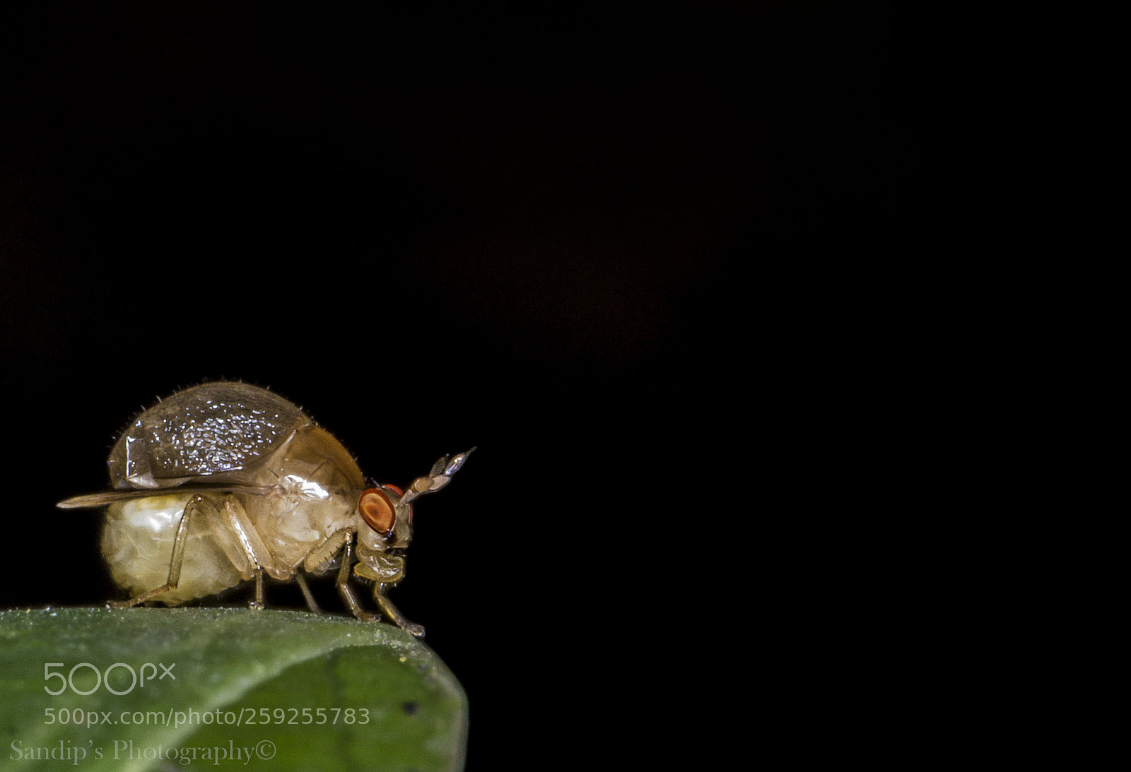 Canon EOS 600D (Rebel EOS T3i / EOS Kiss X5) sample photo. Beetle fly..... photography