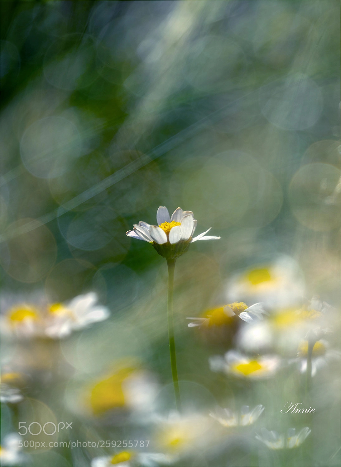 Sony a7R II sample photo. Chrysanthemum paludosum photography