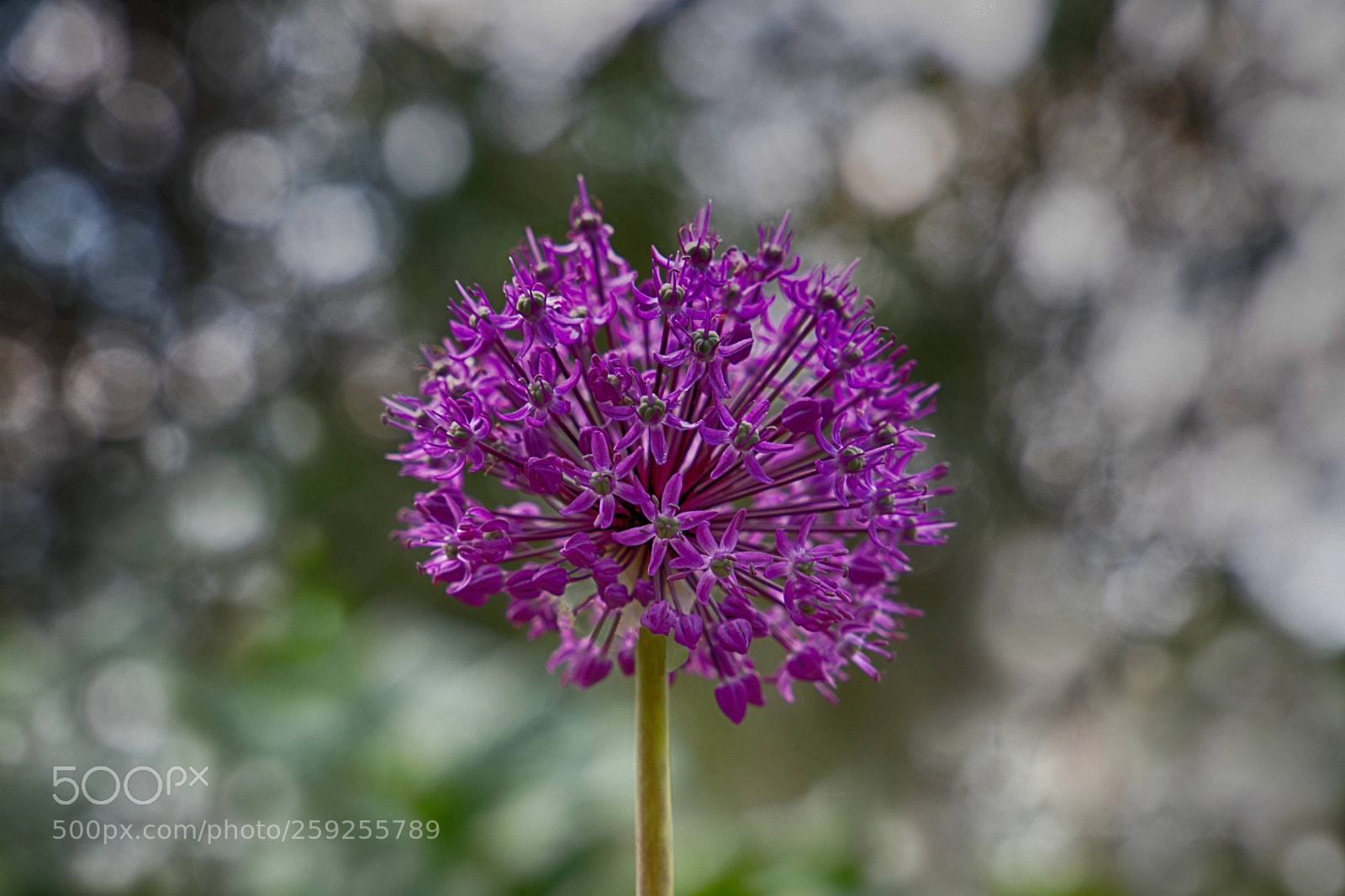 Canon EOS 6D Mark II sample photo. Cosmos photography