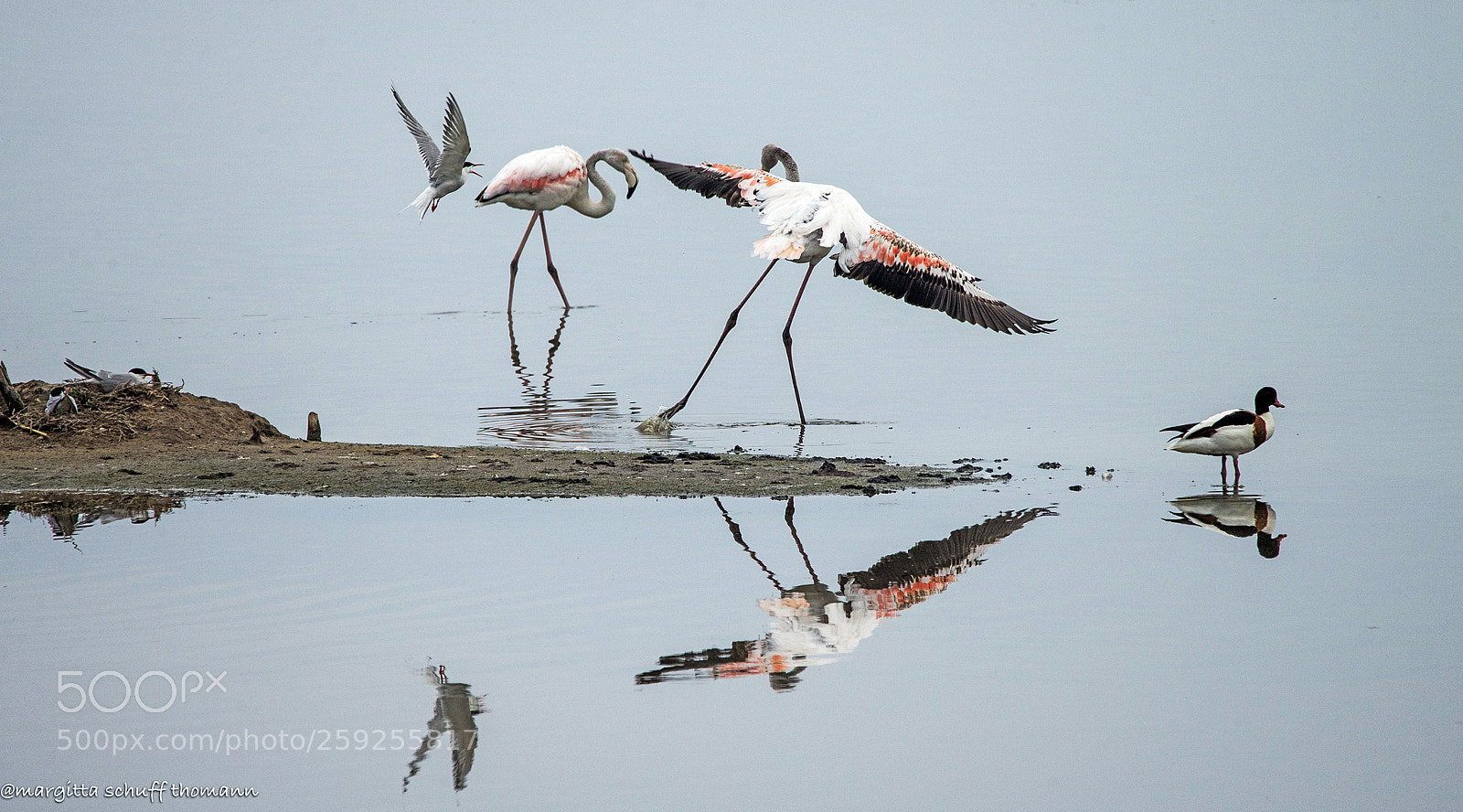 Canon EOS-1D X sample photo. Tern catches the flamingos photography