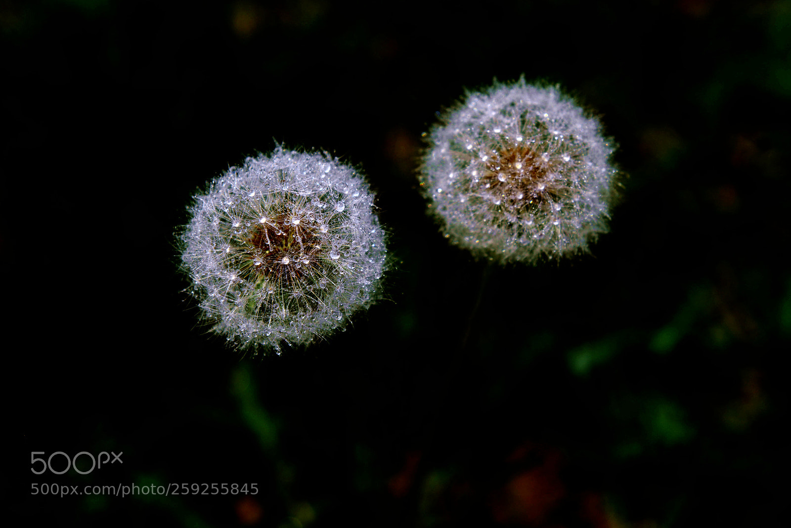 Nikon D800 sample photo. Untitled photography