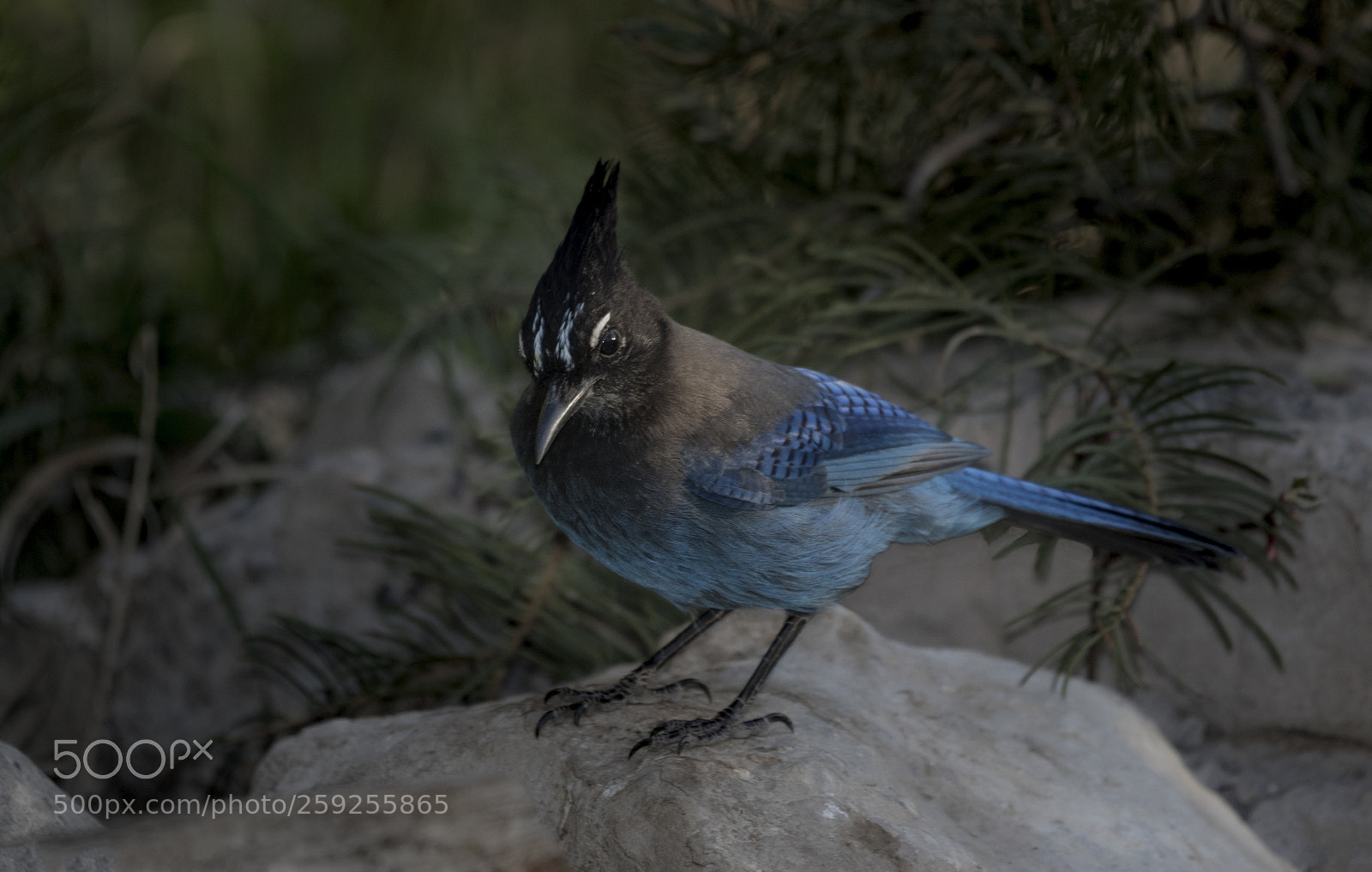Canon EOS 5D Mark IV sample photo. Steller's jay photography