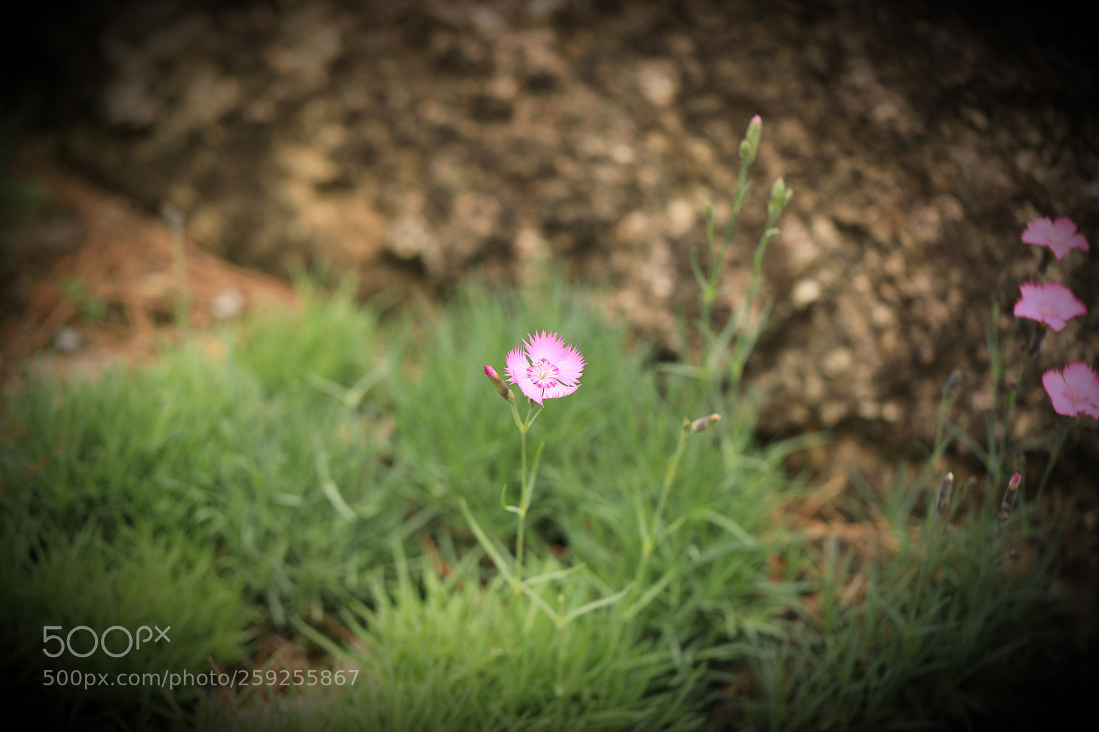 Canon EOS 5D Mark IV sample photo. Untitled photography