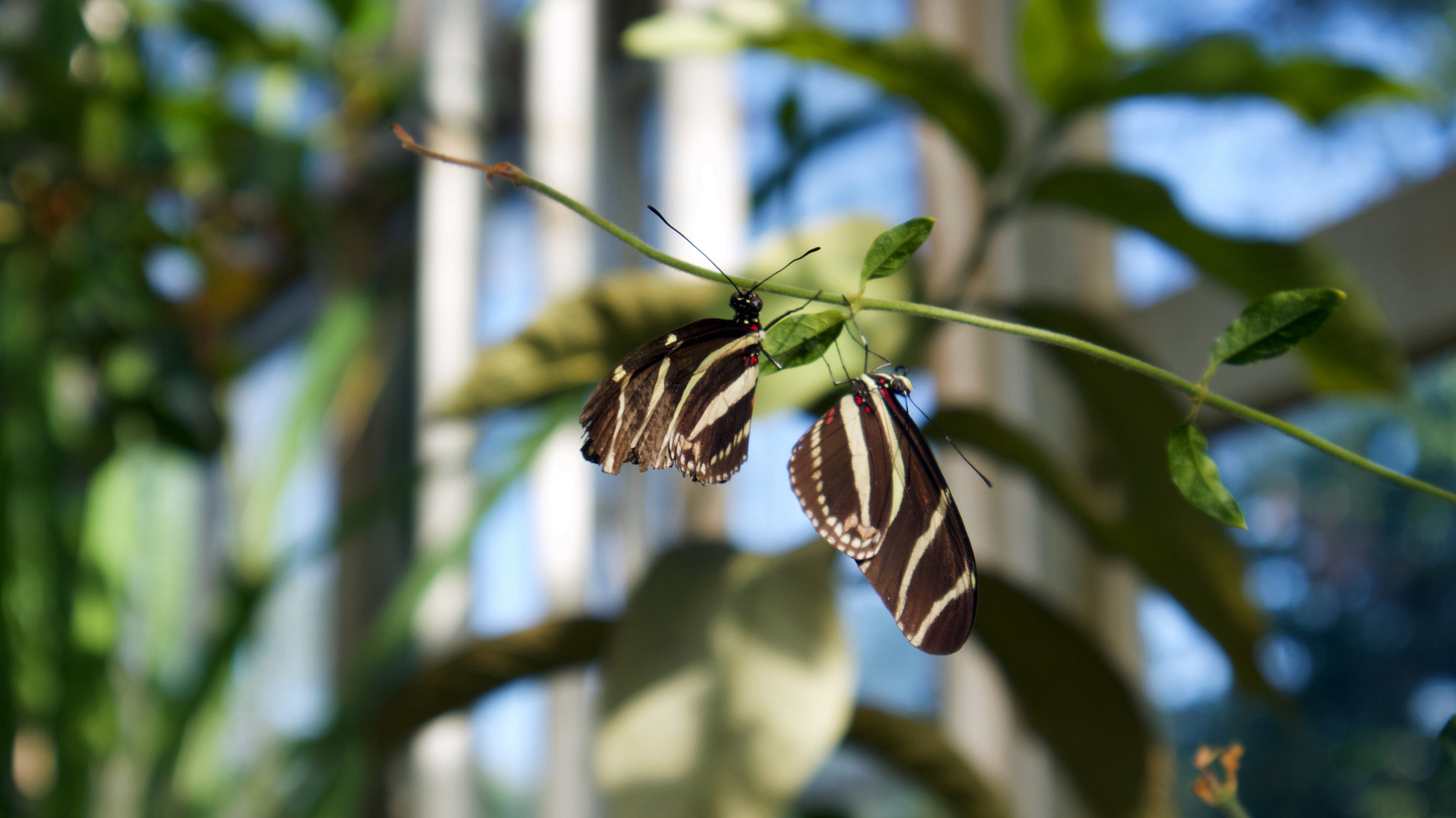 Canon EOS M10 + Canon EF-M 15-45mm F3.5-6.3 IS STM sample photo. Butterflies photography