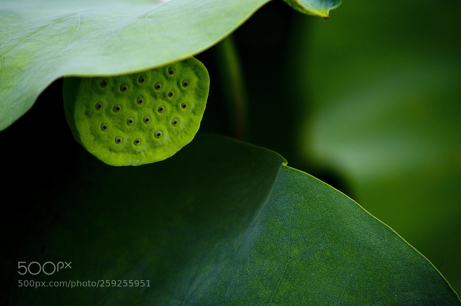 Nikon D700 sample photo. Lotus pod photography