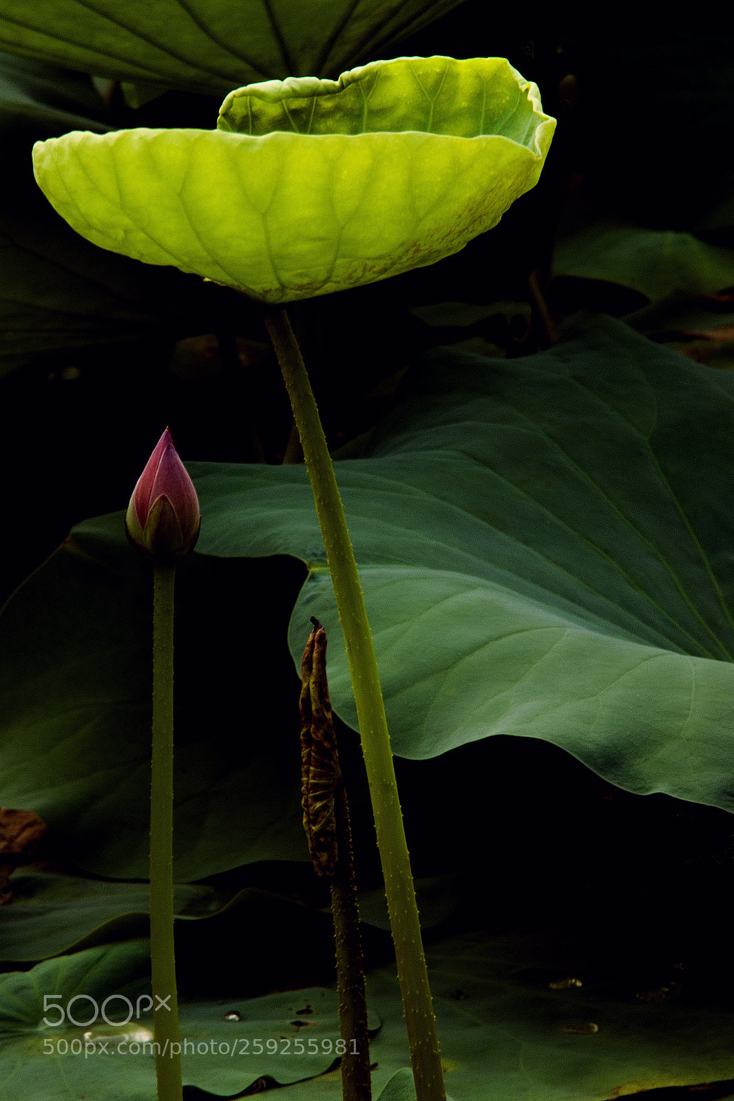 Nikon D80 sample photo. Lotus photography
