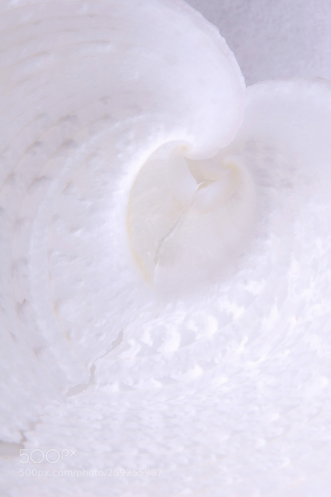 Nikon D70 sample photo. Pure heart photography