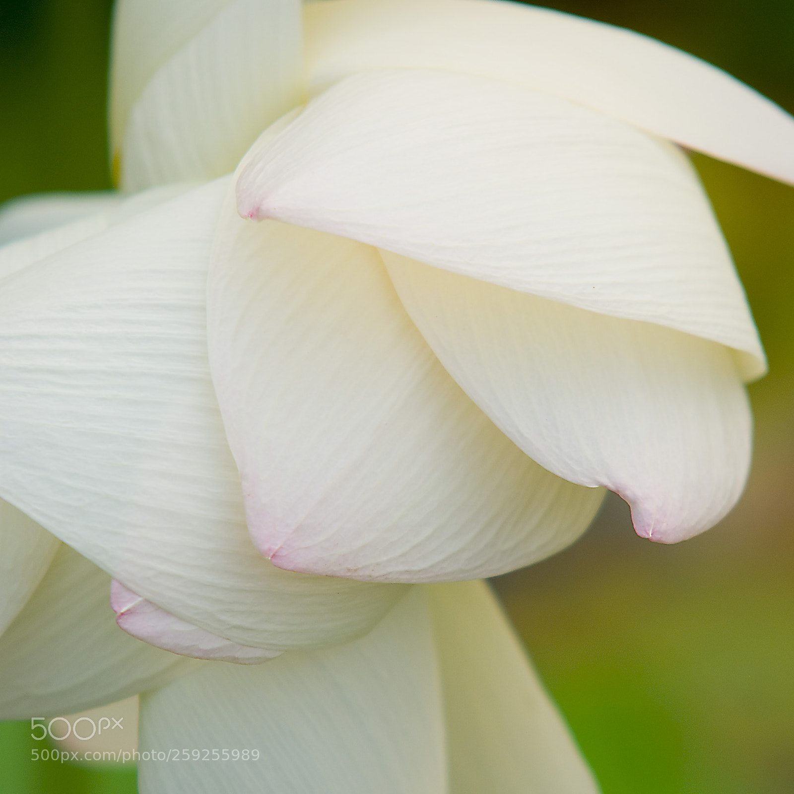 Nikon D80 sample photo. Withering photography