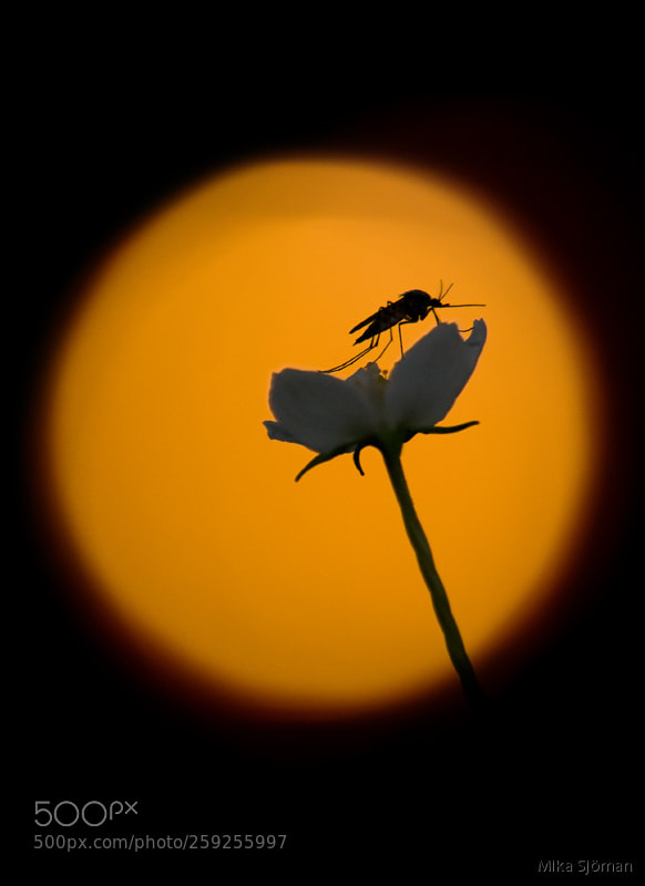 Nikon D300 sample photo. Mosquito photography