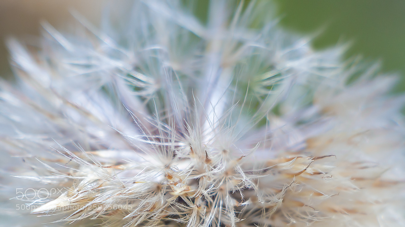 Canon EOS 700D (EOS Rebel T5i / EOS Kiss X7i) sample photo. Tenderness photography