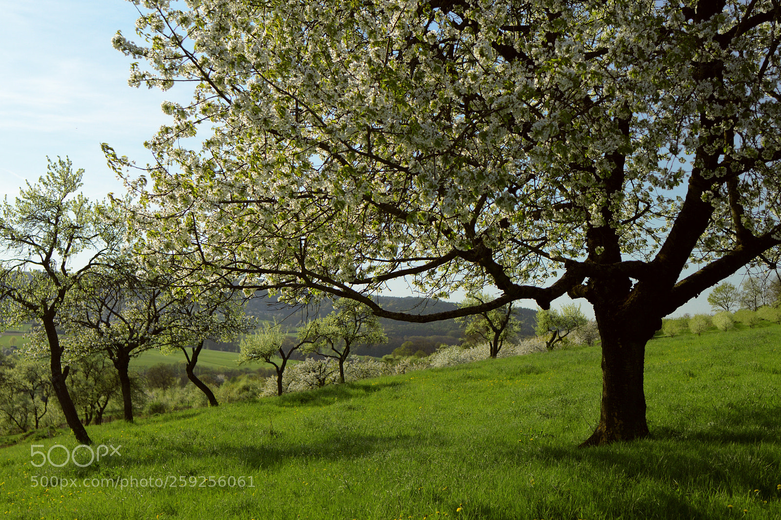Nikon D7500 sample photo. Cherry trees photography