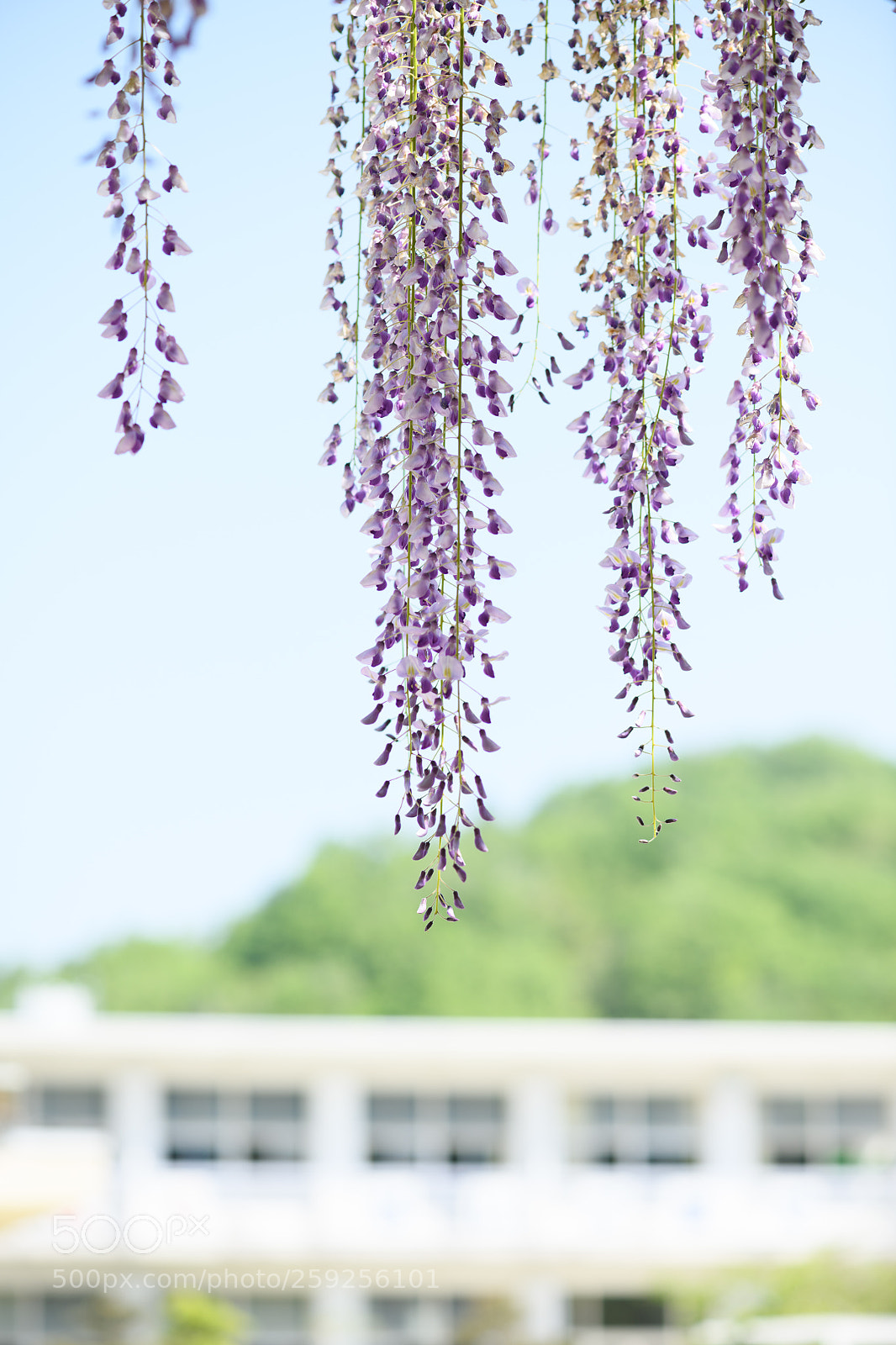Nikon D850 sample photo. Wisteria in front of photography