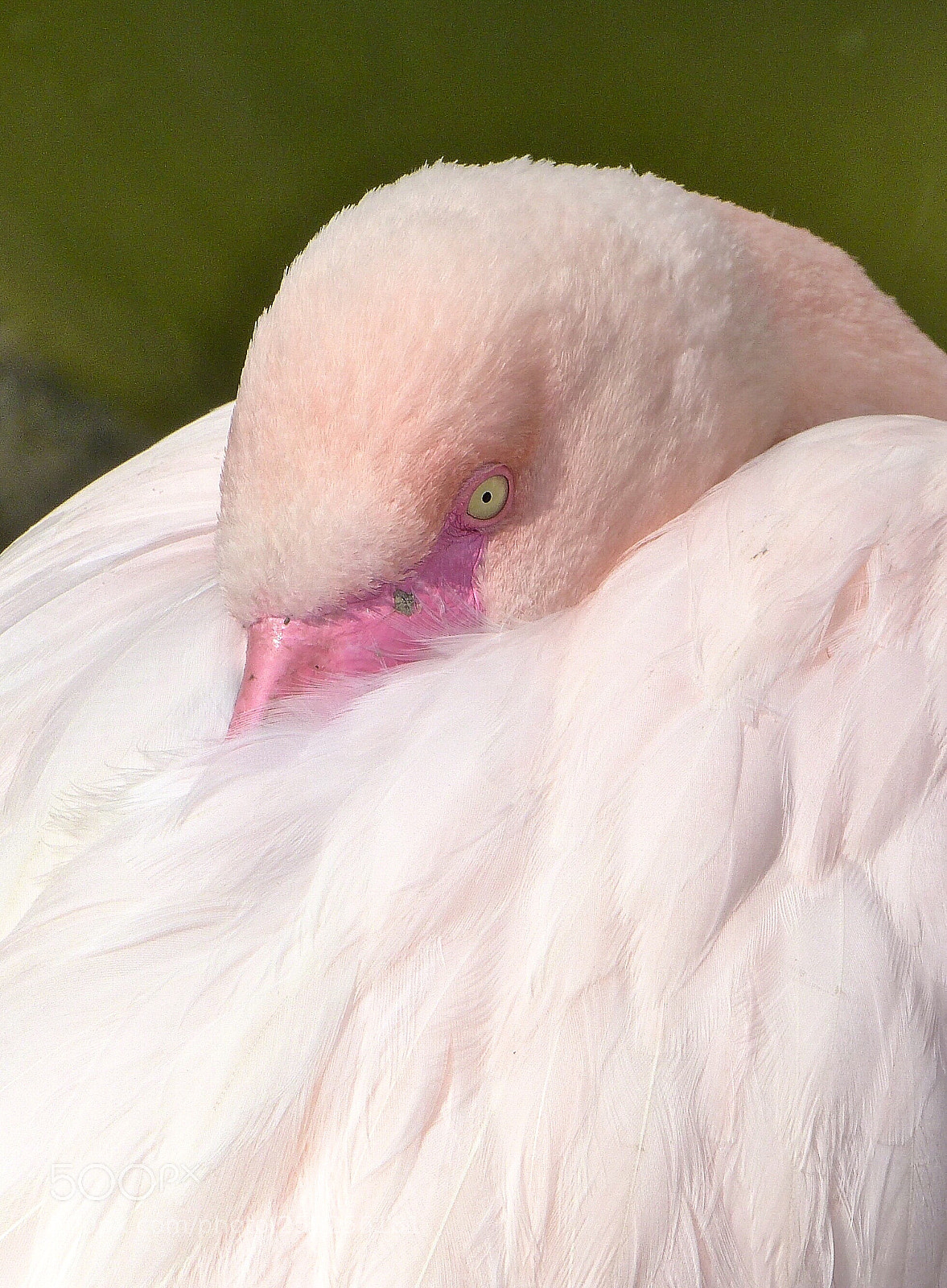 Panasonic Lumix DMC-FZ150 sample photo. Flamingo - slightly pink! photography