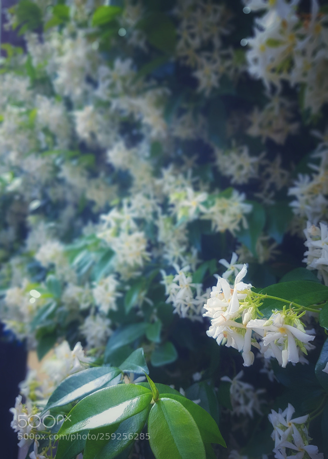 Samsung Galaxy S7 sample photo. Smell photography