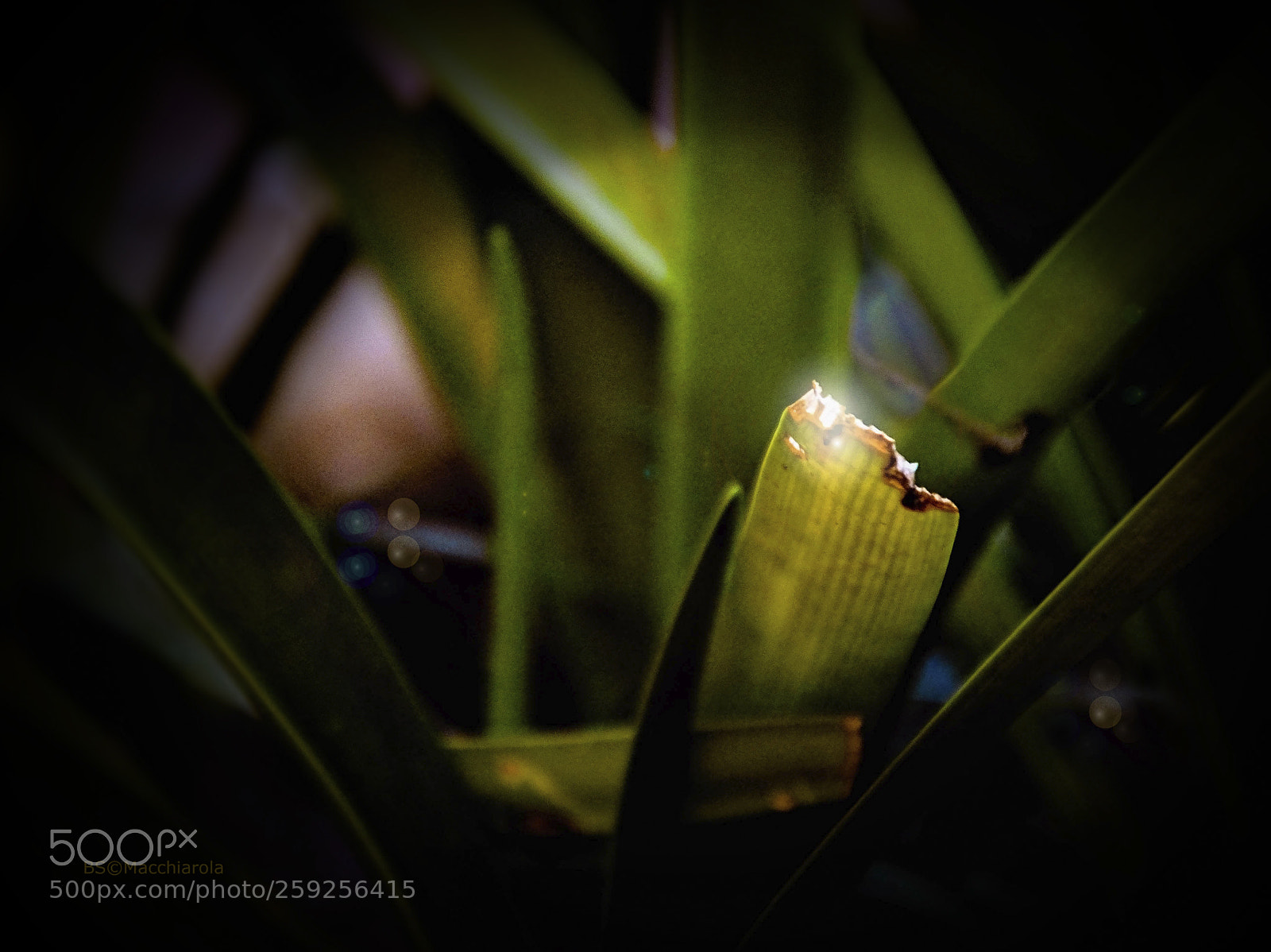 Nikon D7000 sample photo. Broken leaf photography