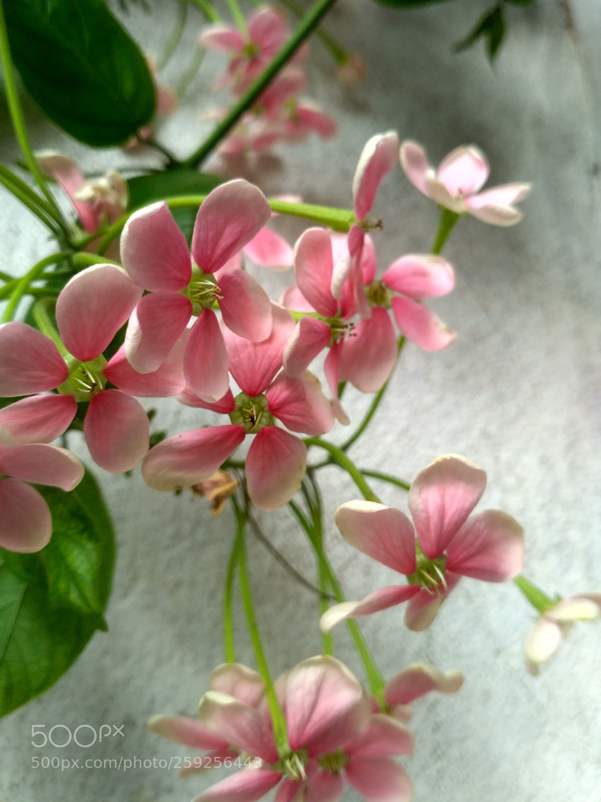 Xiaomi Redmi 3S sample photo. Hdr photography