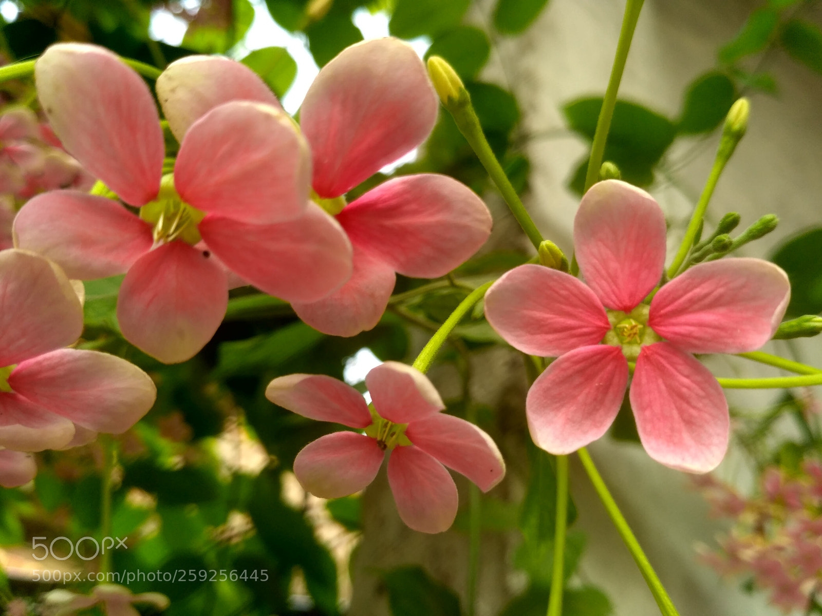 Xiaomi Redmi 3S sample photo. Hdr photography