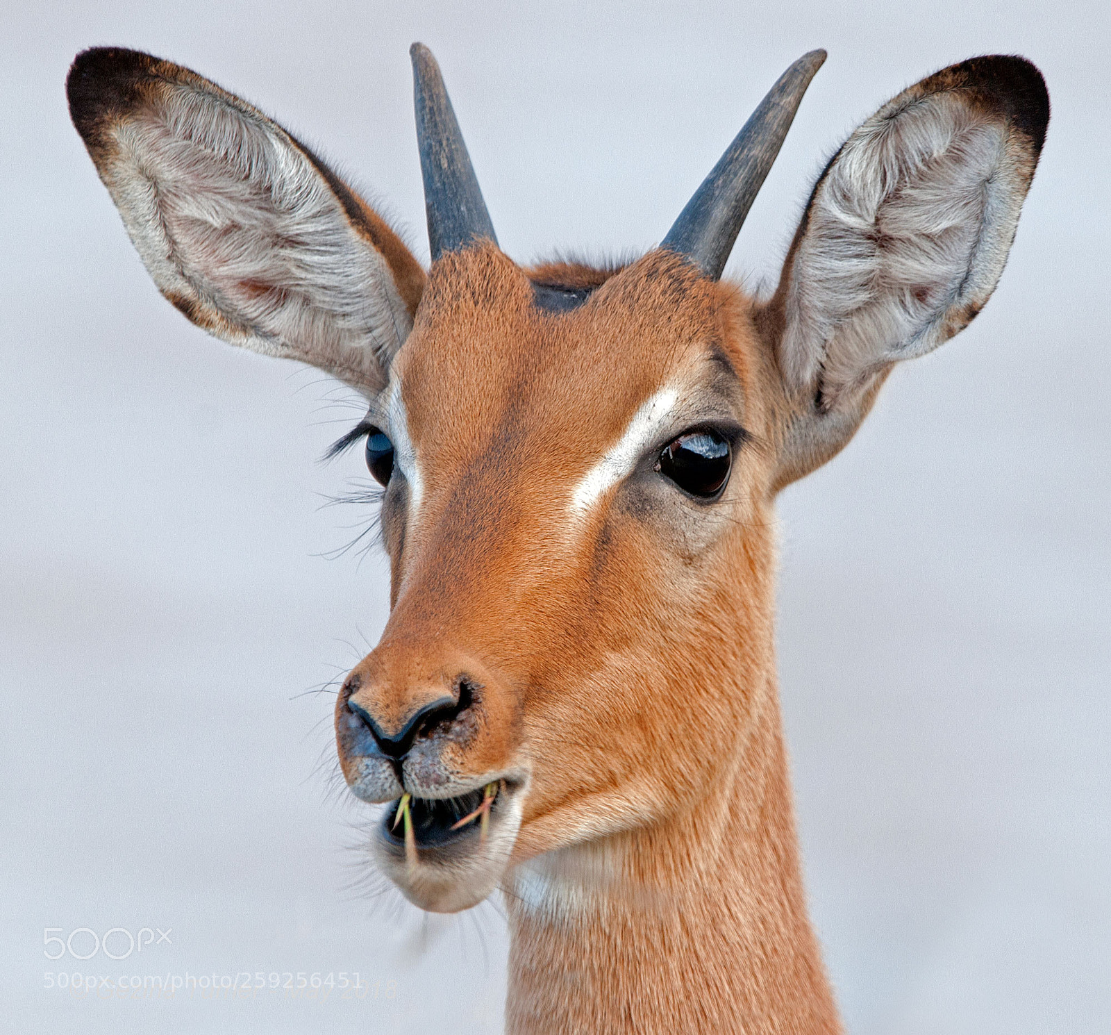 Nikon D300 sample photo. Young impala buck photography