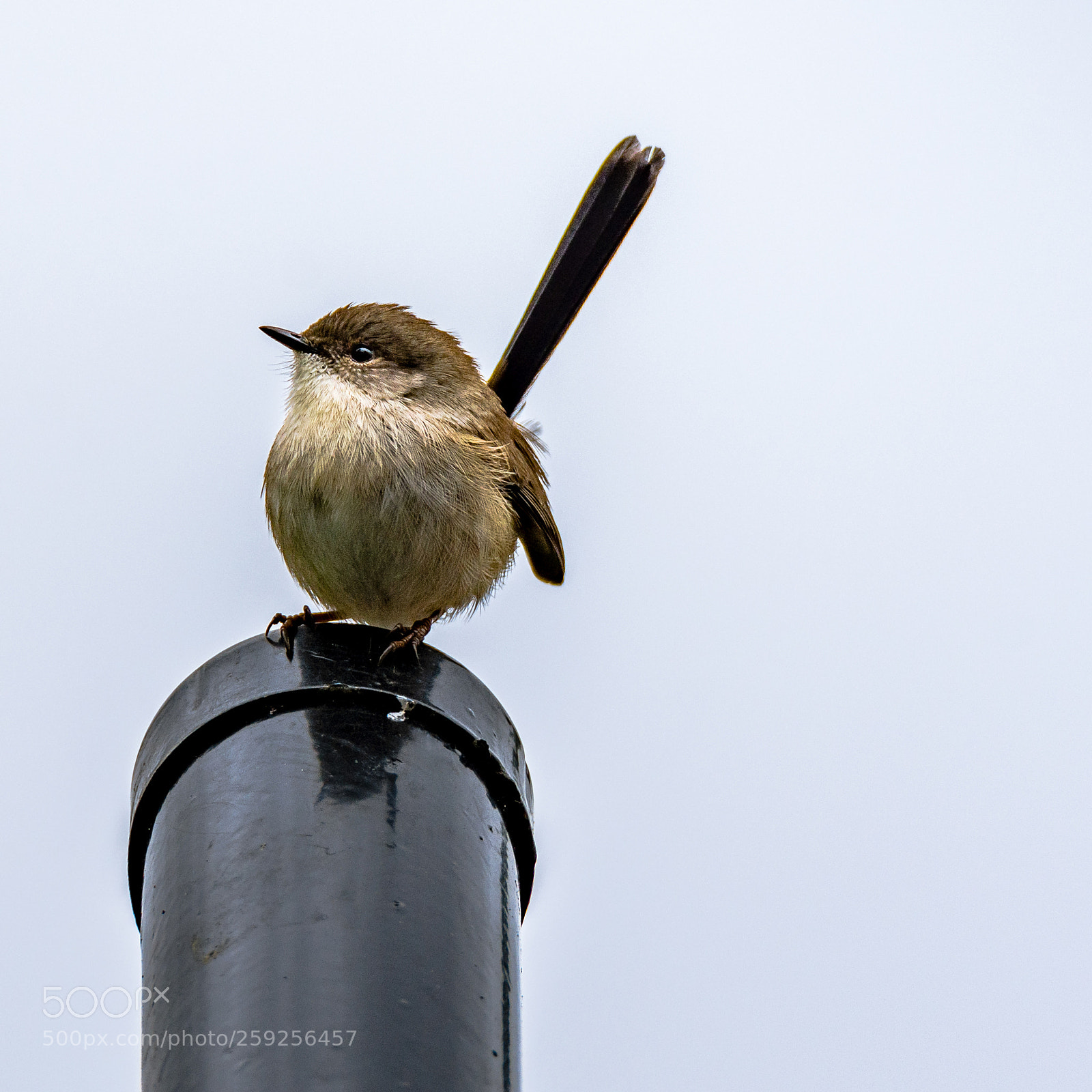 Nikon D7200 sample photo. Pole dancer photography