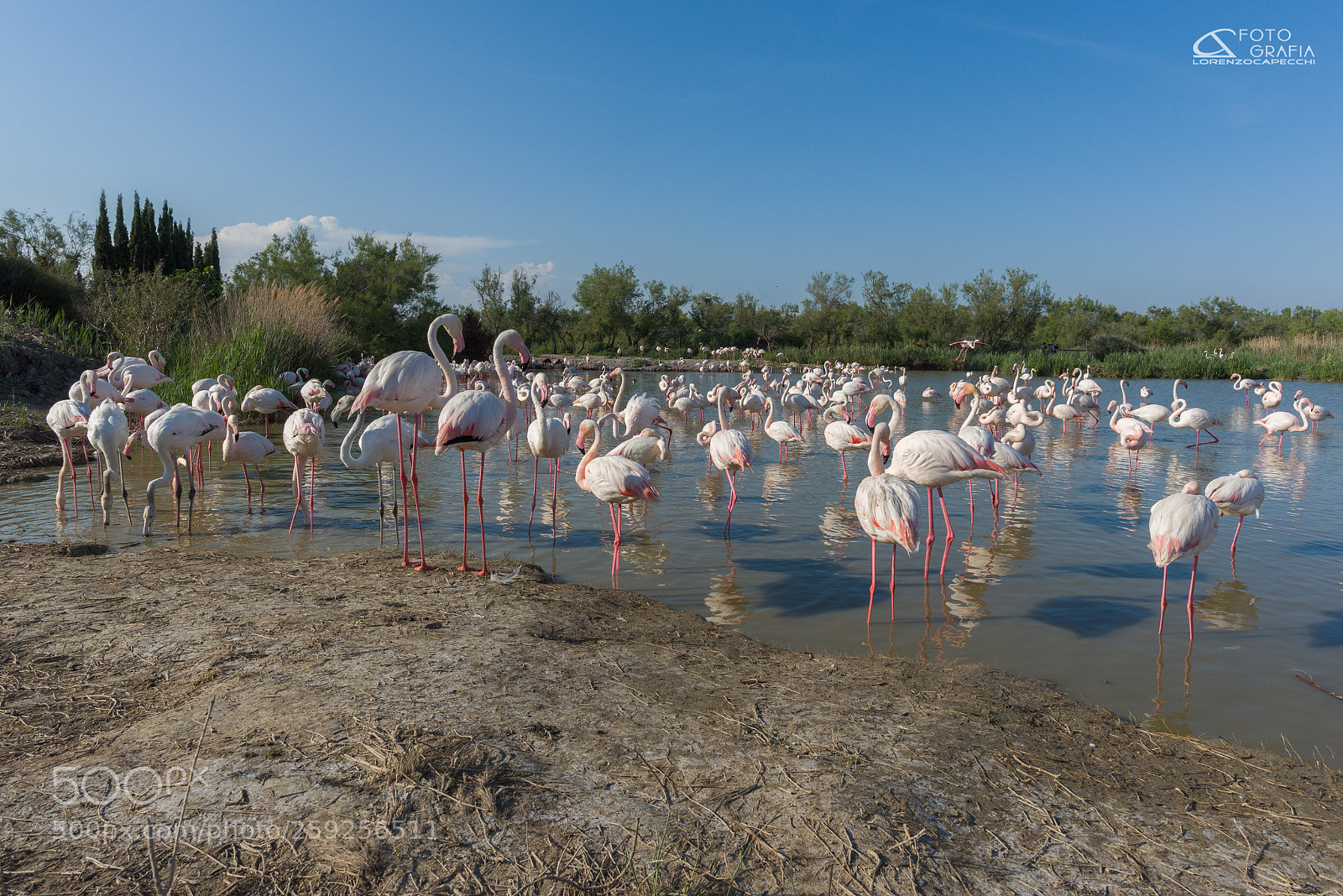 Nikon D810 sample photo. 20mm di fenicotteri photography