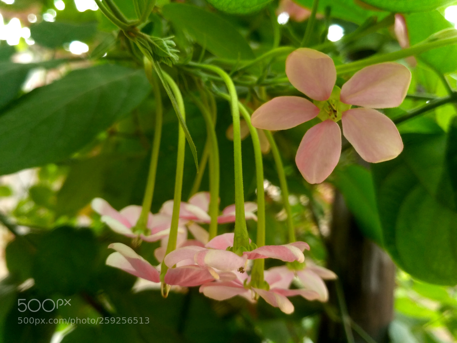 Xiaomi Redmi 3S sample photo. Hdr photography