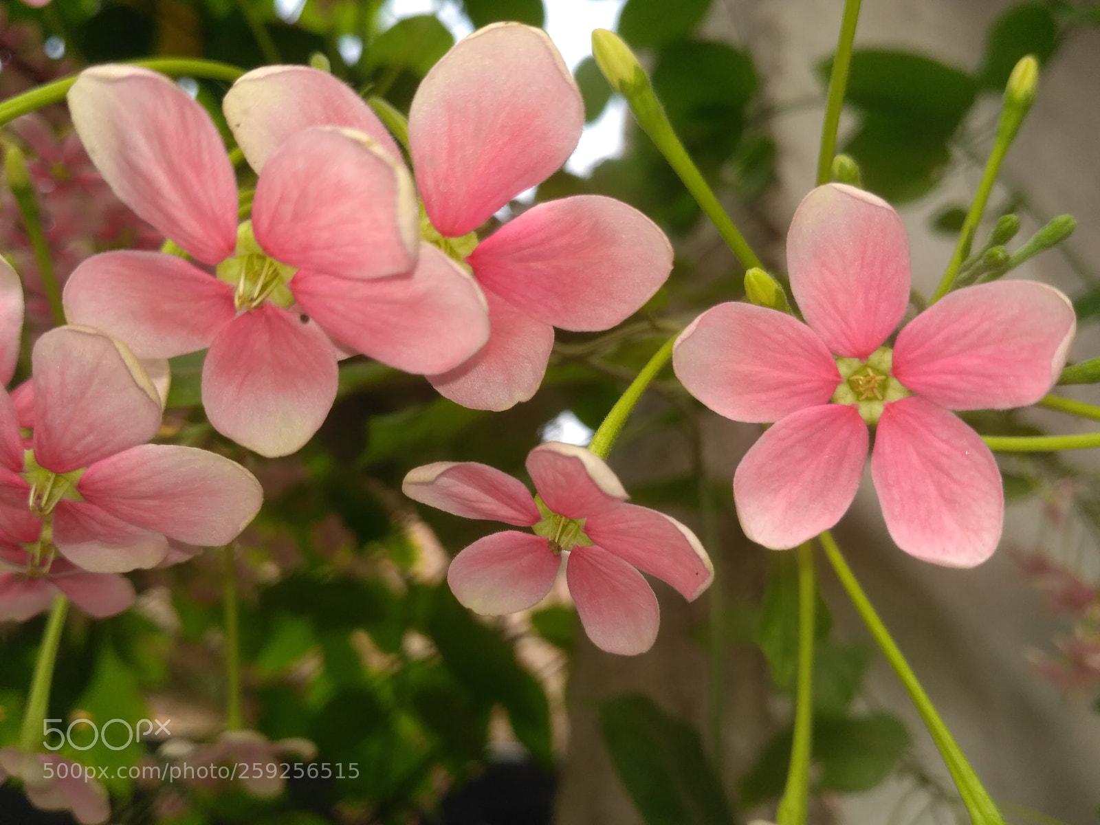 Xiaomi Redmi 3S sample photo. Img_20180524_151100.jpg photography