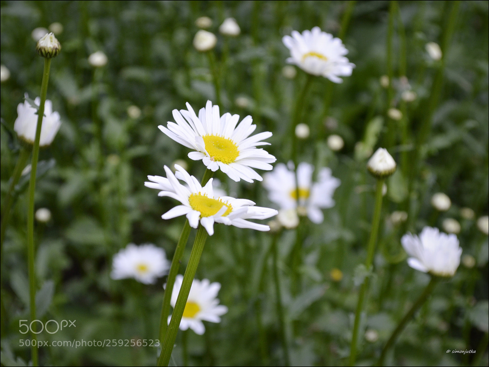 Nikon D3100 sample photo. Marguerite flower photography