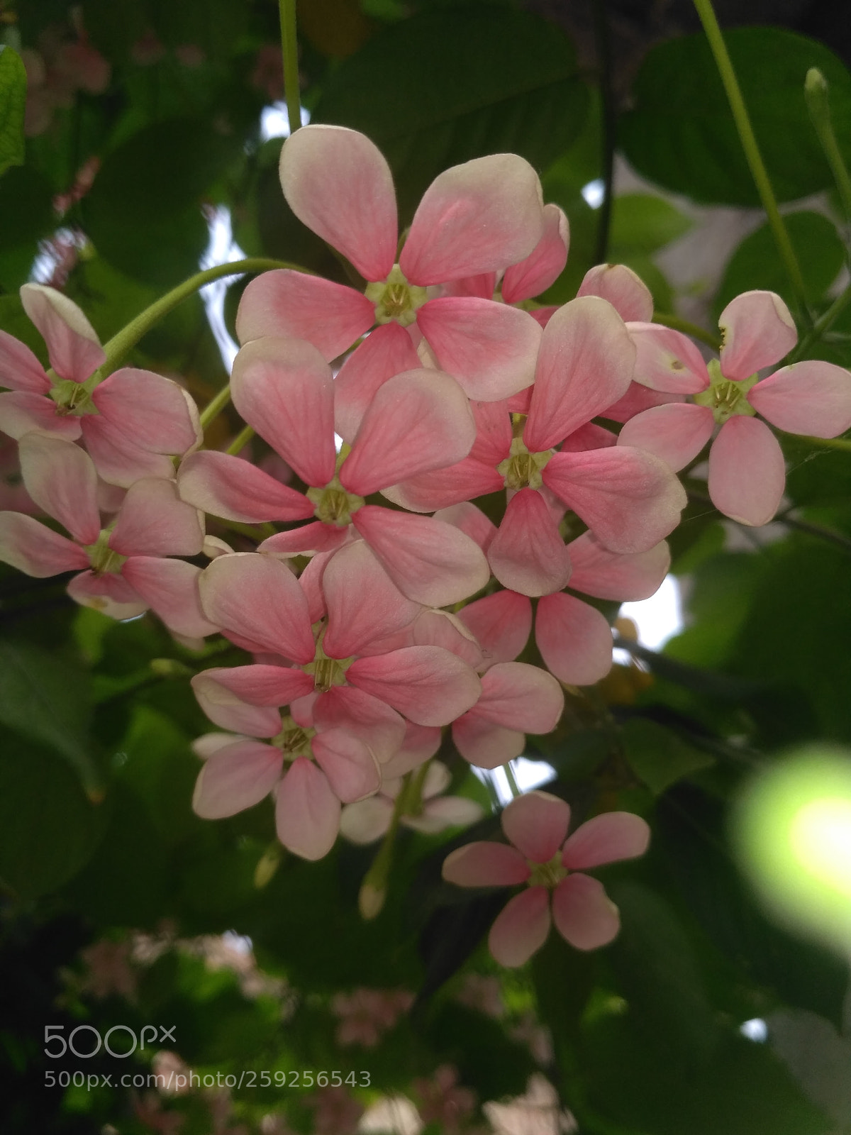 Xiaomi Redmi 3S sample photo. Img_20180524_151119.jpg photography