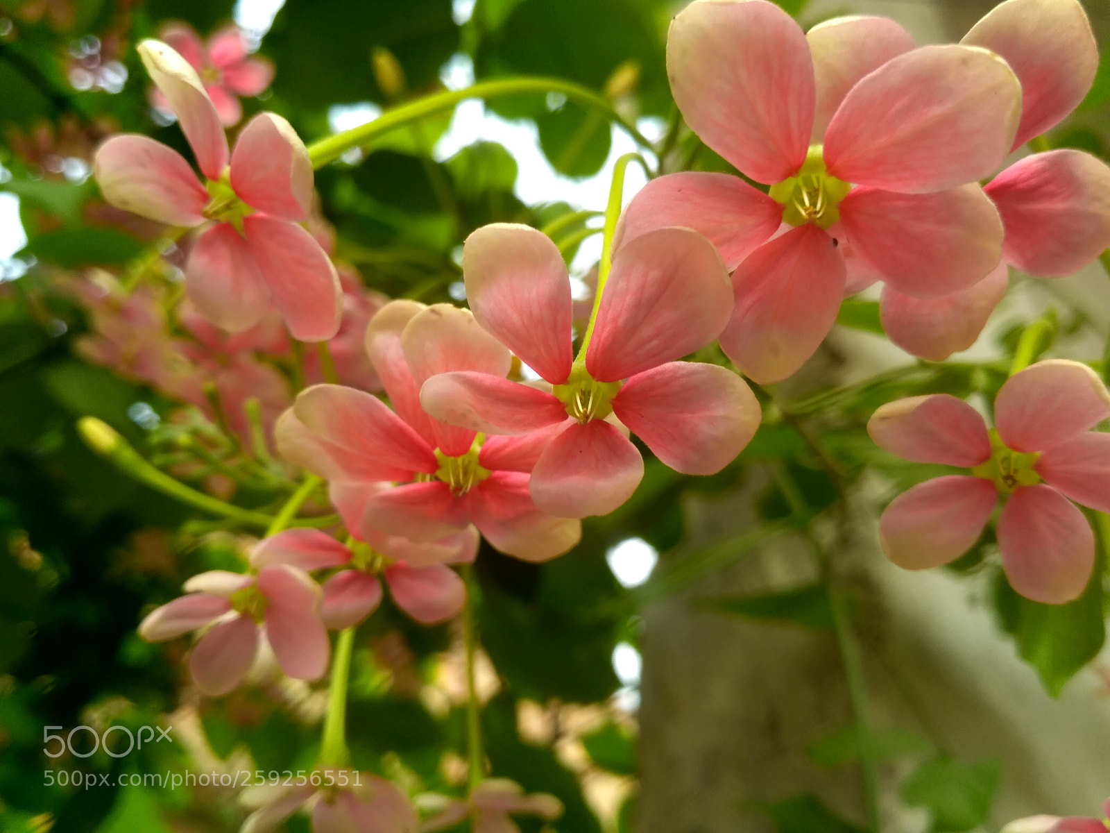 Xiaomi Redmi 3S sample photo. Hdr photography