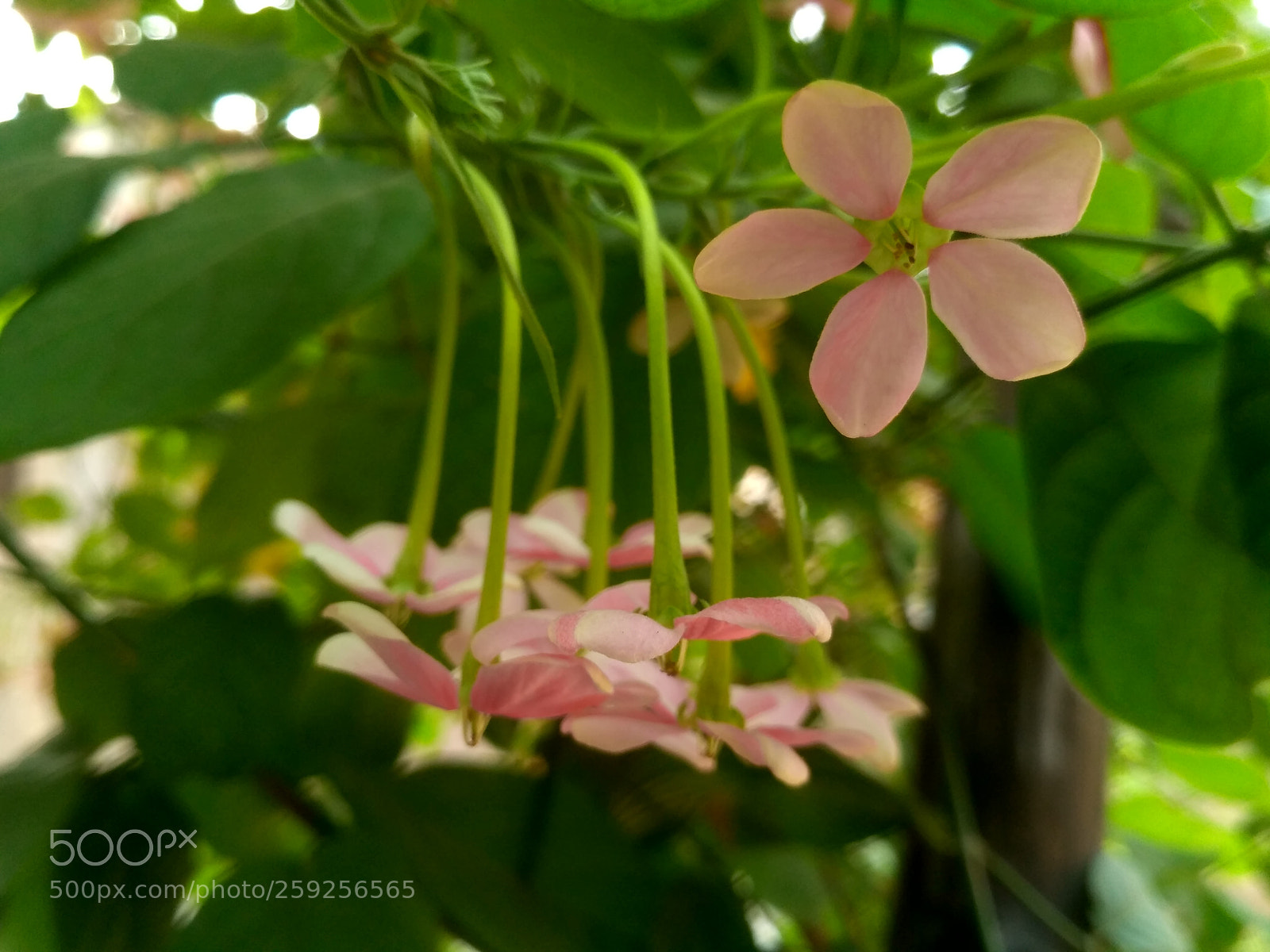 Xiaomi Redmi 3S sample photo. Hdr photography