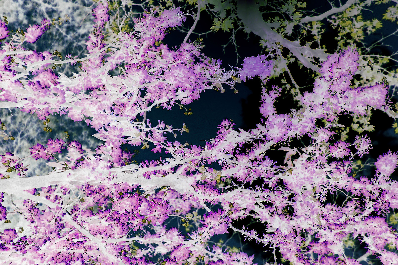Canon EOS 60D sample photo. Blooms photography