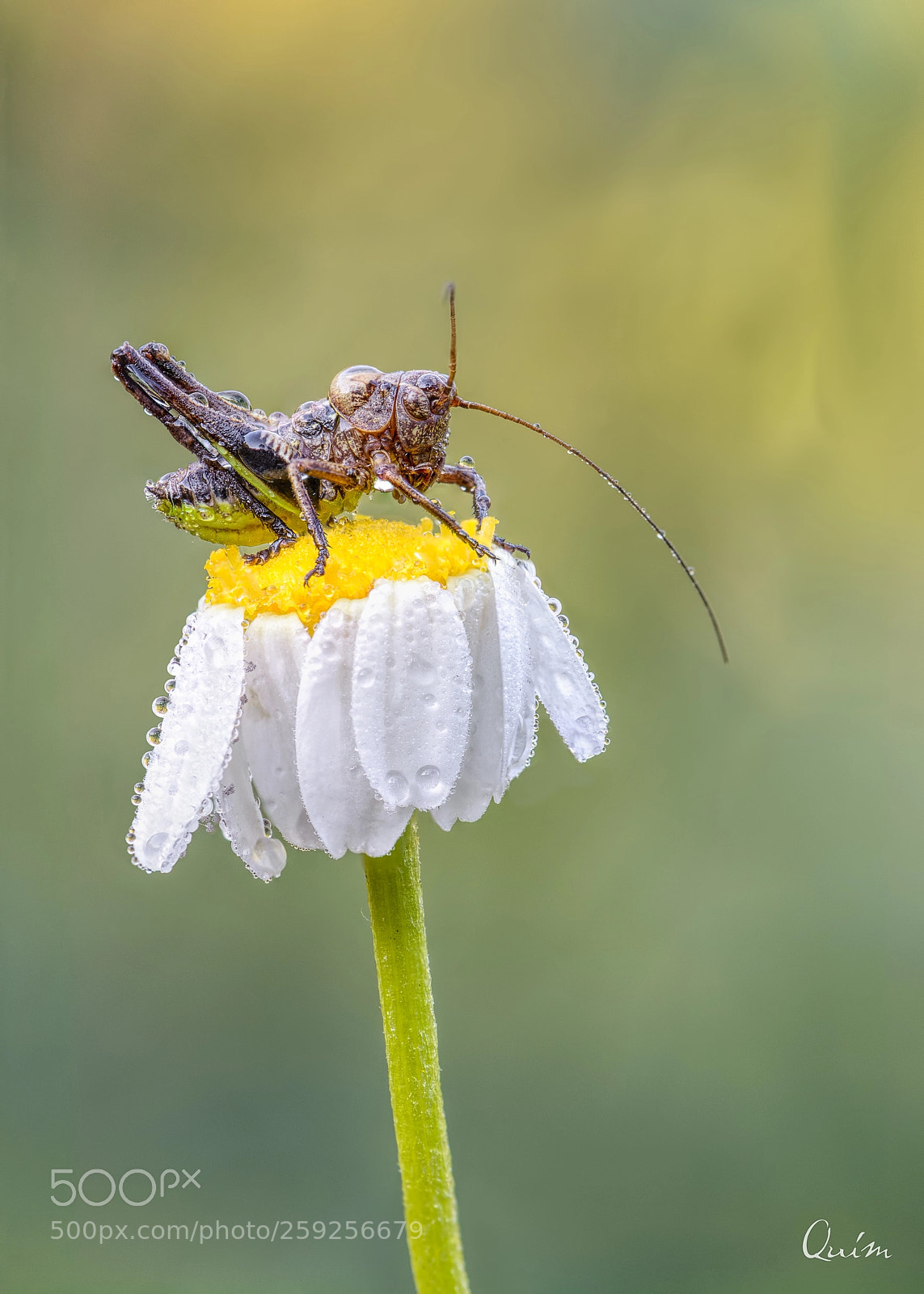 Nikon D7100 sample photo. Saltamontes photography