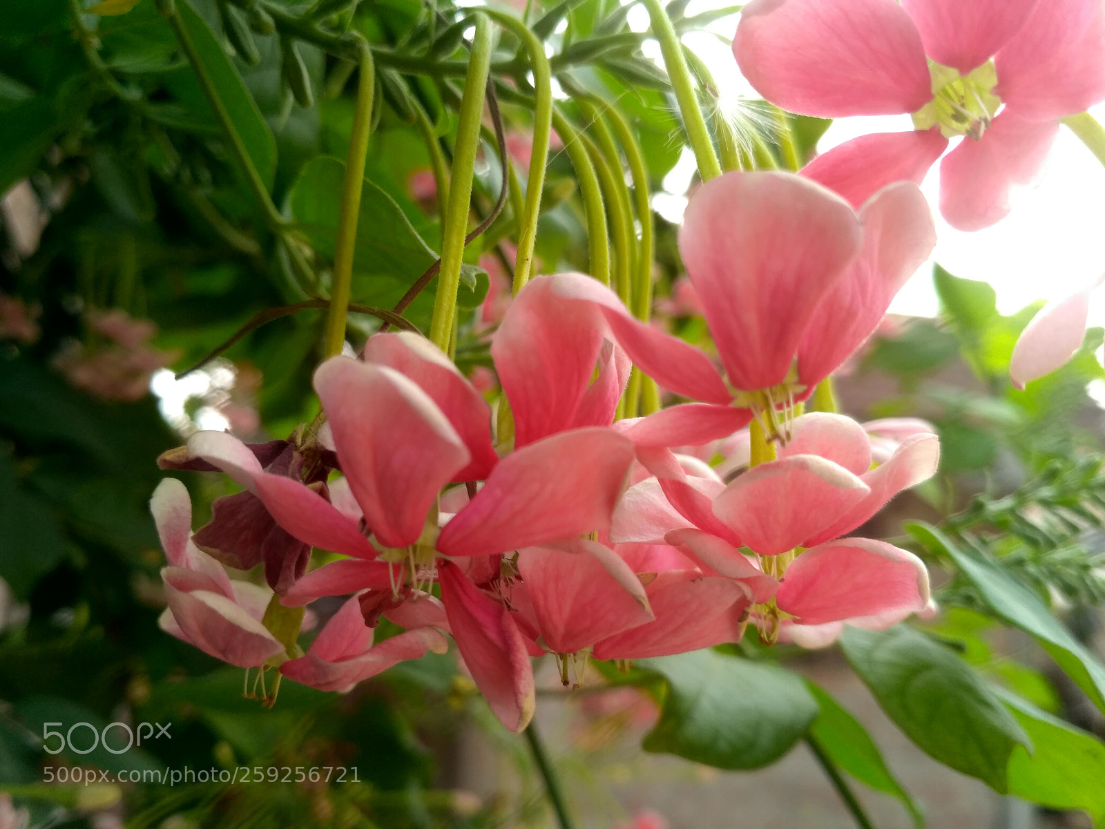 Xiaomi Redmi 3S sample photo. Hdr photography