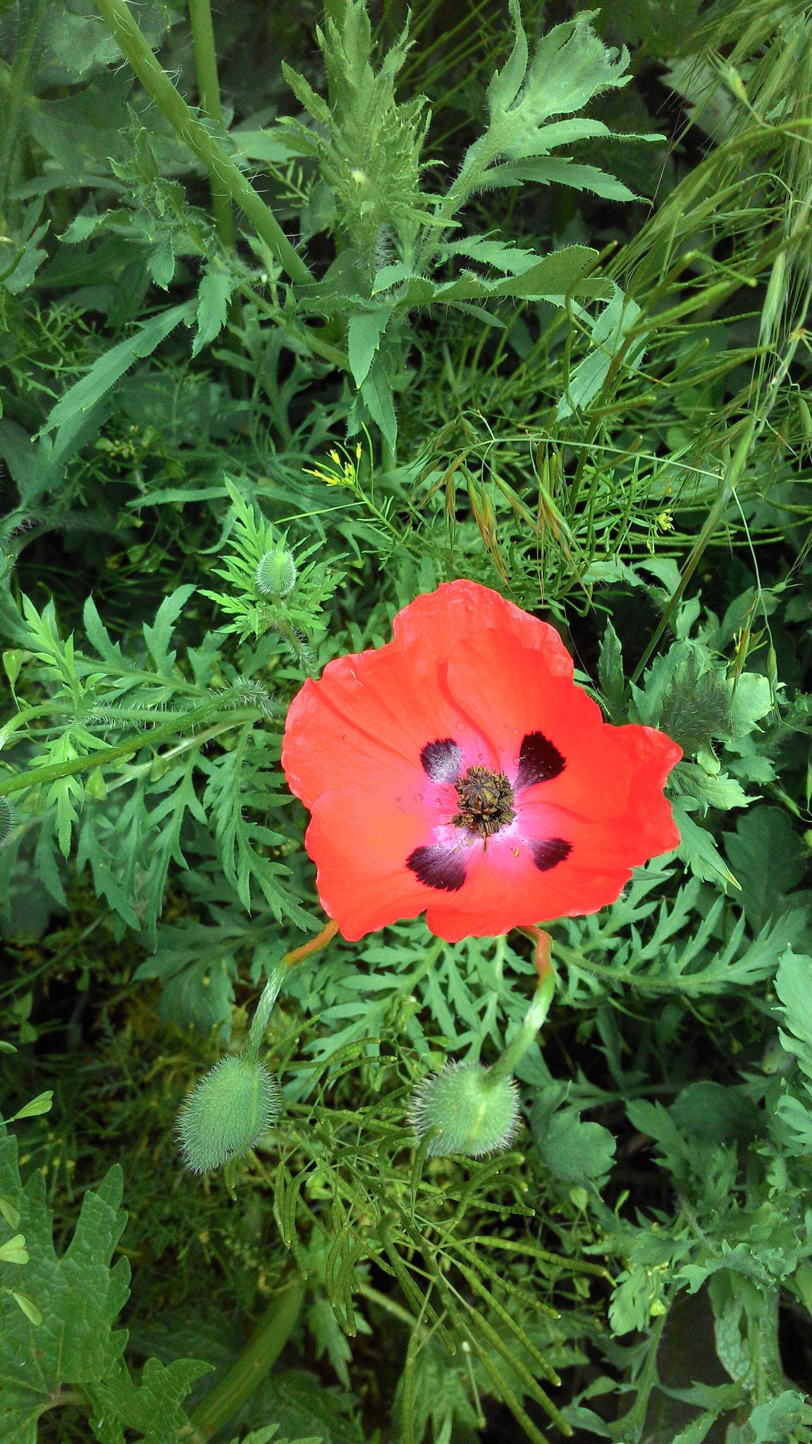 ASUS Z002 sample photo. Common poppy) photography