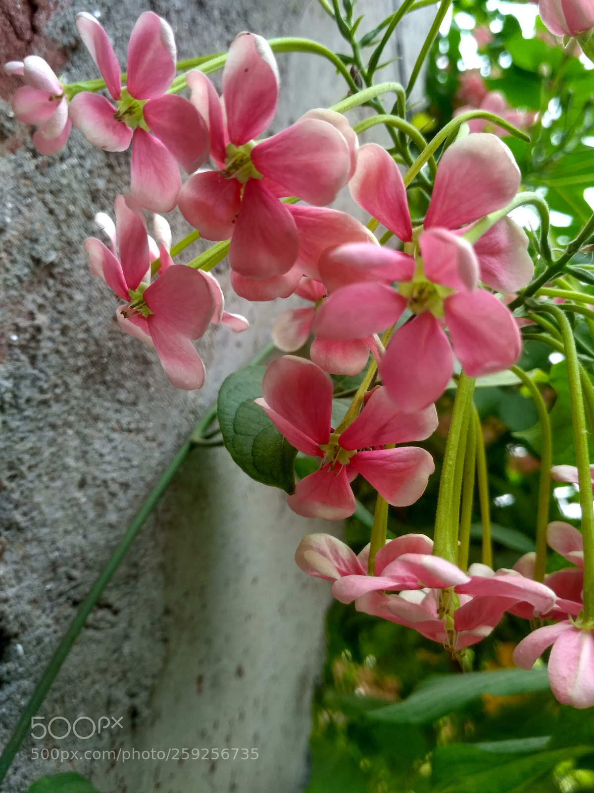Xiaomi Redmi 3S sample photo. Hdr photography