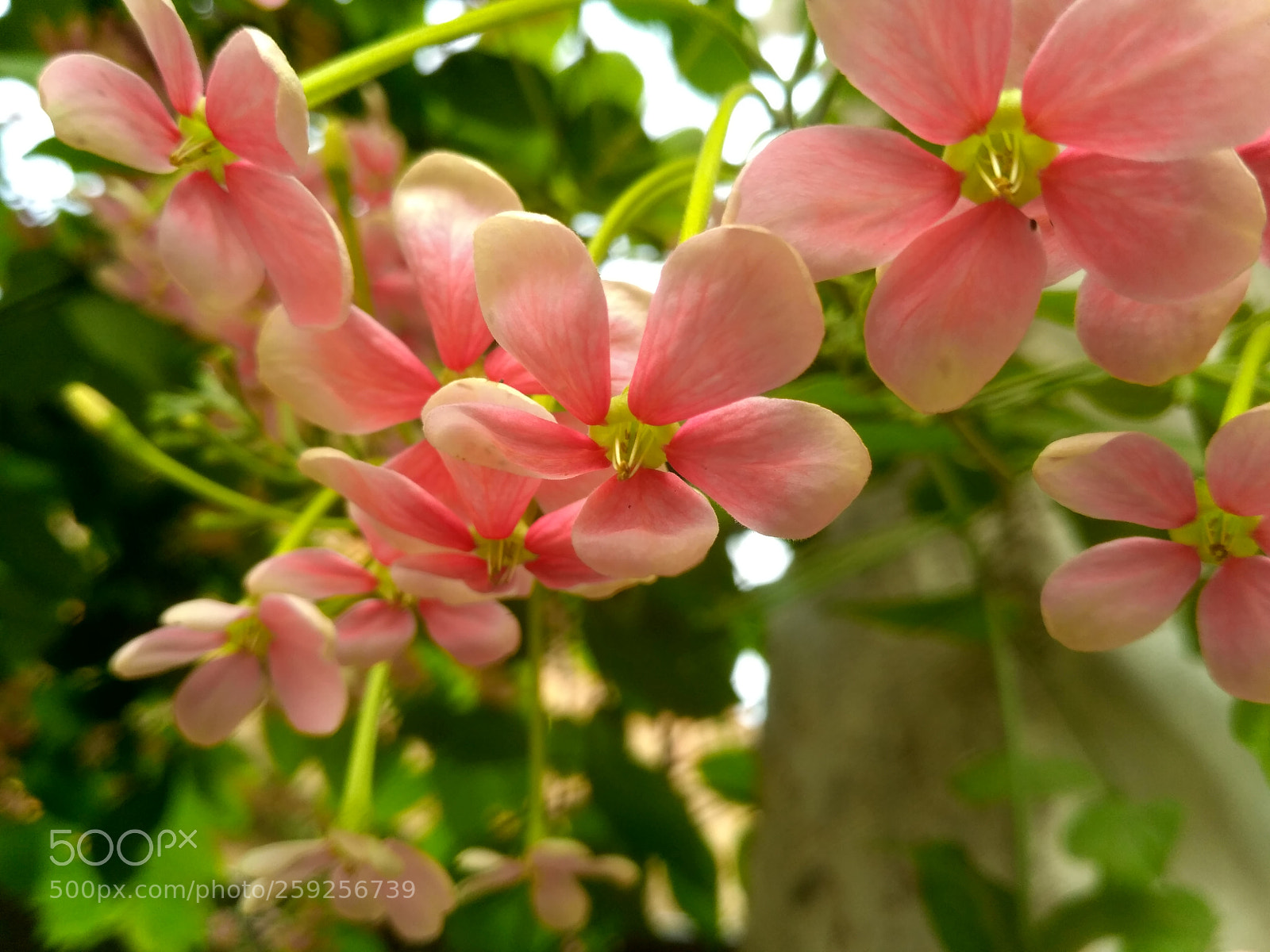 Xiaomi Redmi 3S sample photo. Hdr photography