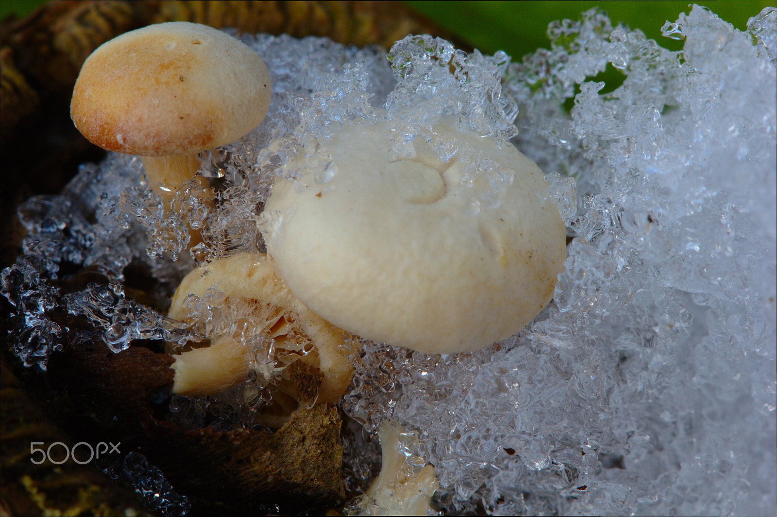 Canon EF 100mm F2.8 Macro USM sample photo. Frozen mushroom #1 photography