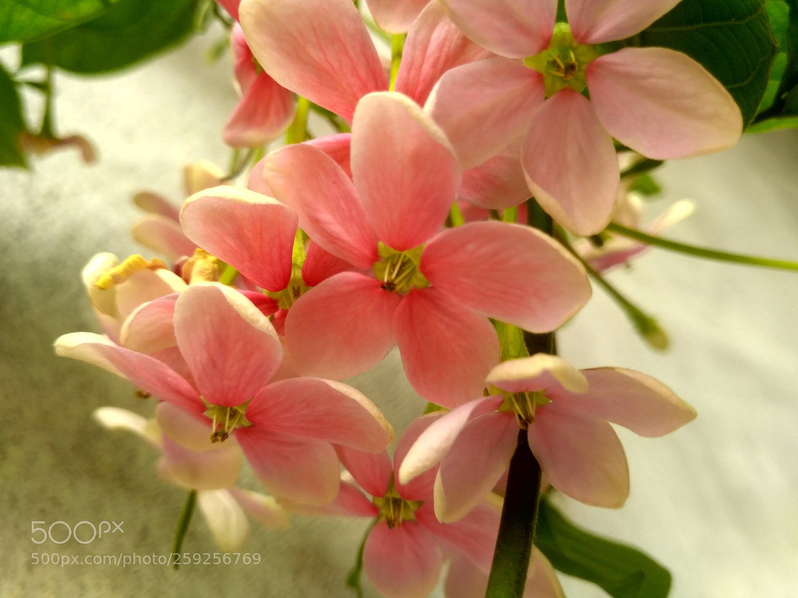 Xiaomi Redmi 3S sample photo. Hdr photography