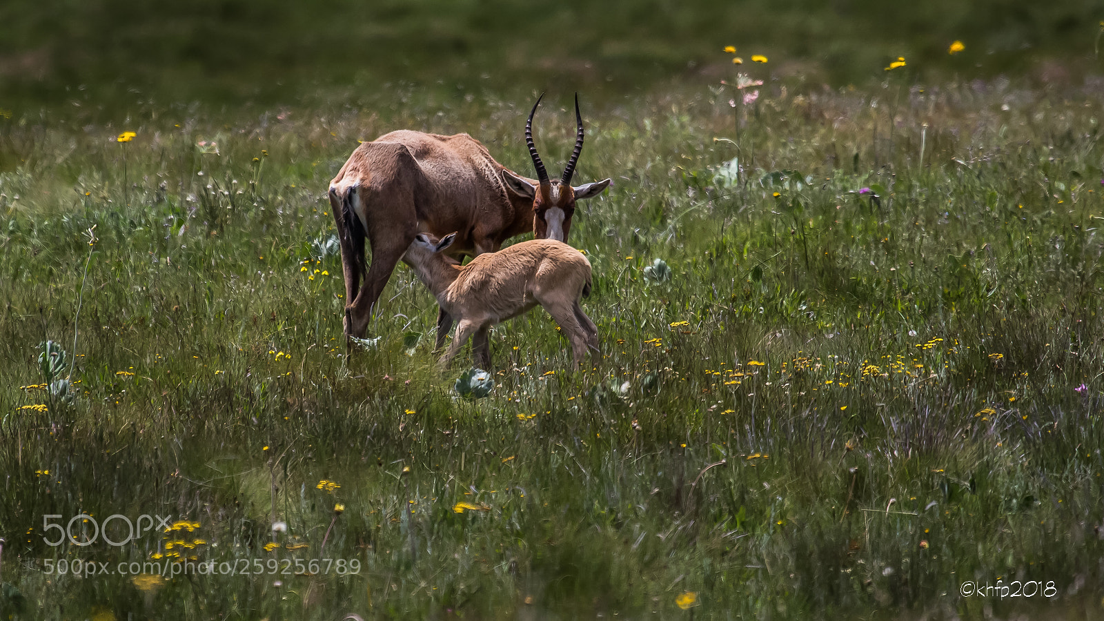 Canon EOS 650D (EOS Rebel T4i / EOS Kiss X6i) sample photo. Blesbok & calf 1 photography