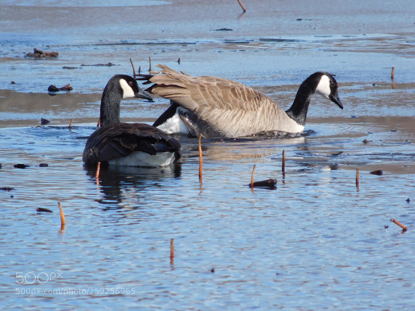 Nikon Coolpix L840 sample photo. Canada goose  photography