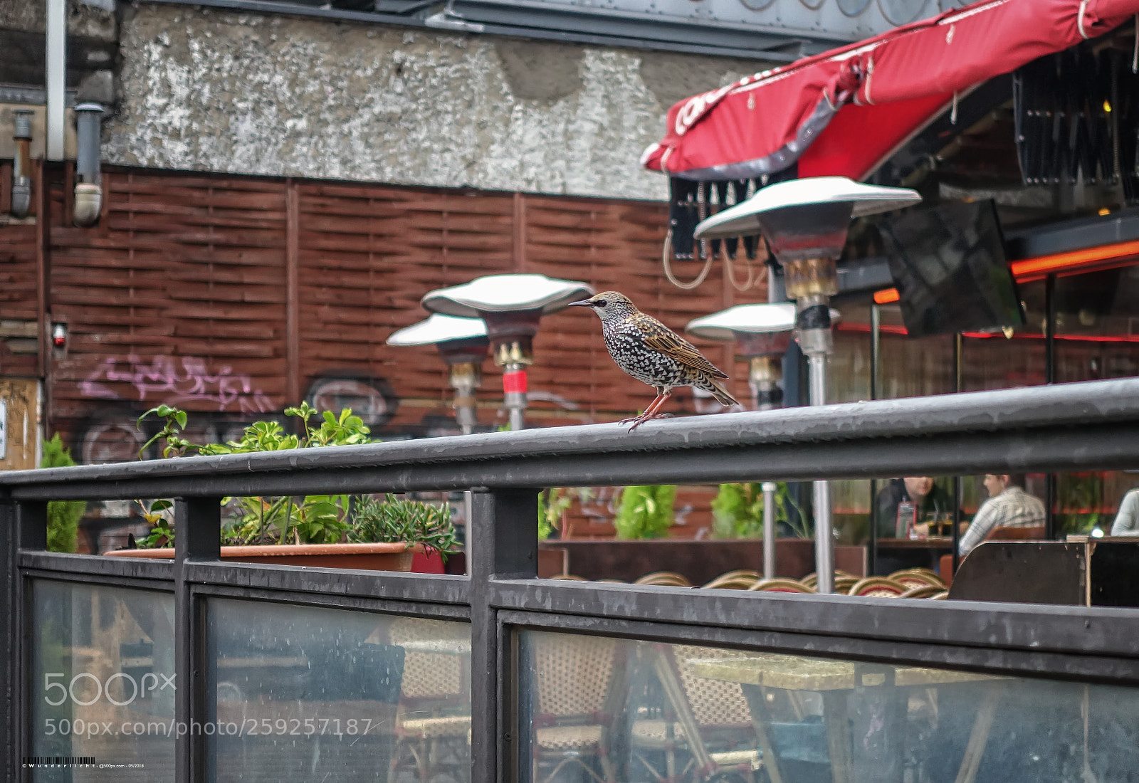 Sony Cyber-shot DSC-RX100 III sample photo. A starling photography