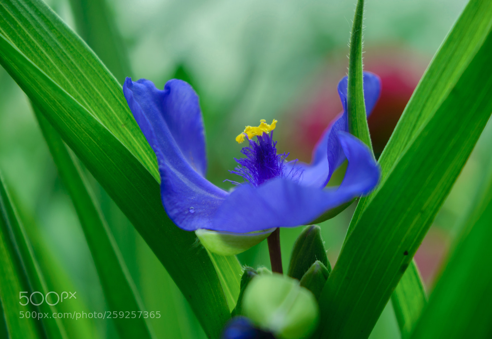 Nikon D3200 sample photo. Tradescantia photography