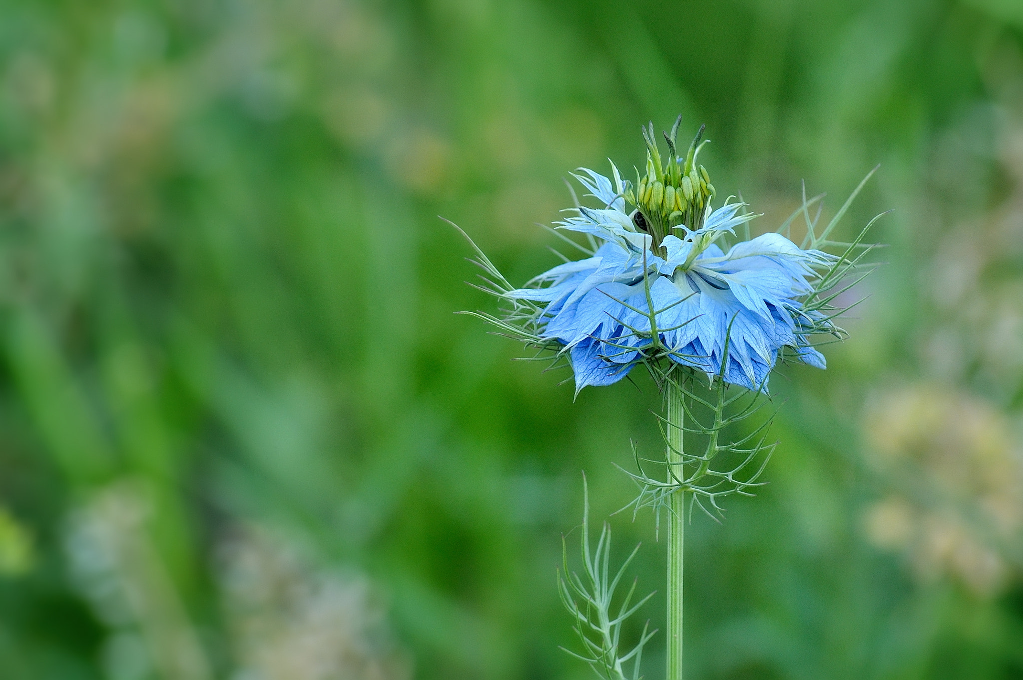 Nikon D5000 sample photo. Blue photography