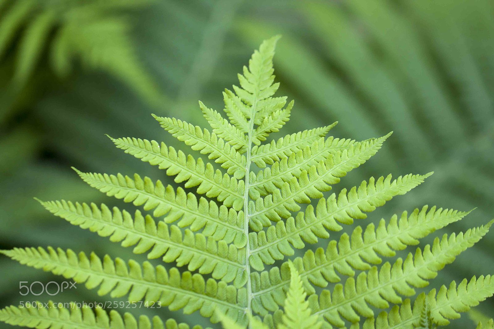 Canon EOS 500D (EOS Rebel T1i / EOS Kiss X3) sample photo. Fern photography