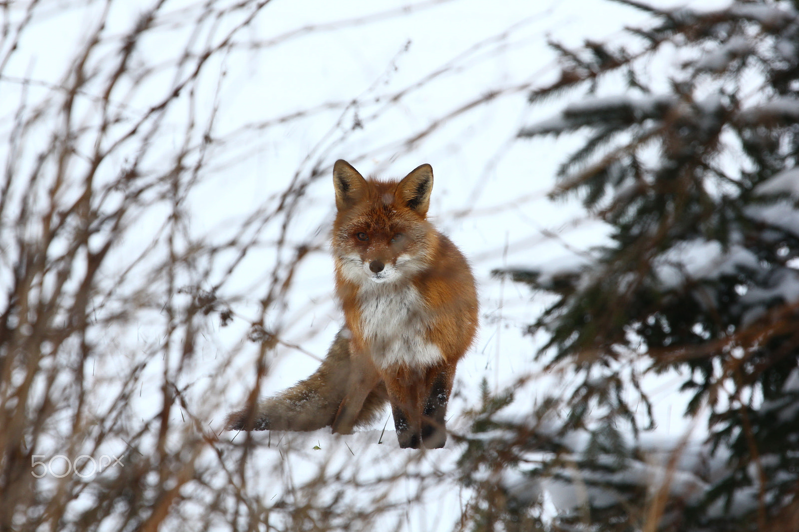 Canon EOS 550D (EOS Rebel T2i / EOS Kiss X4) + Canon EF 100-400mm F4.5-5.6L IS USM sample photo. Old clever fox photography