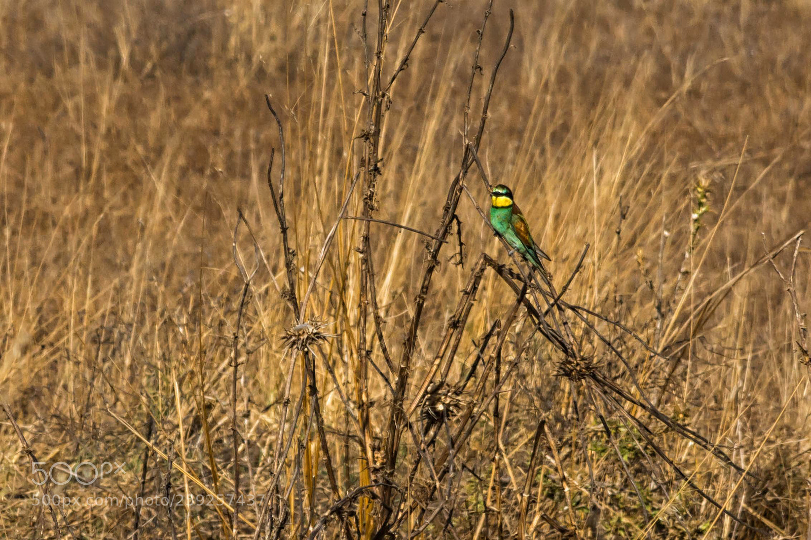 Nikon D7100 sample photo. Gruccione photography