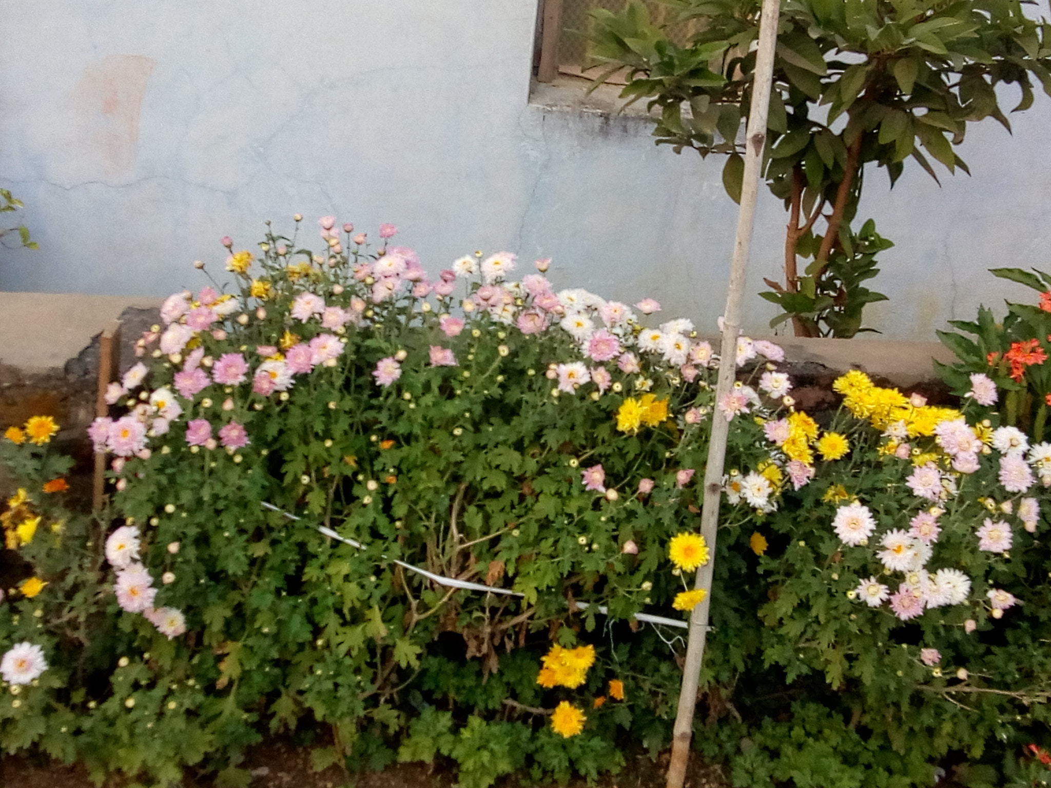Motorola Moto C Plus sample photo